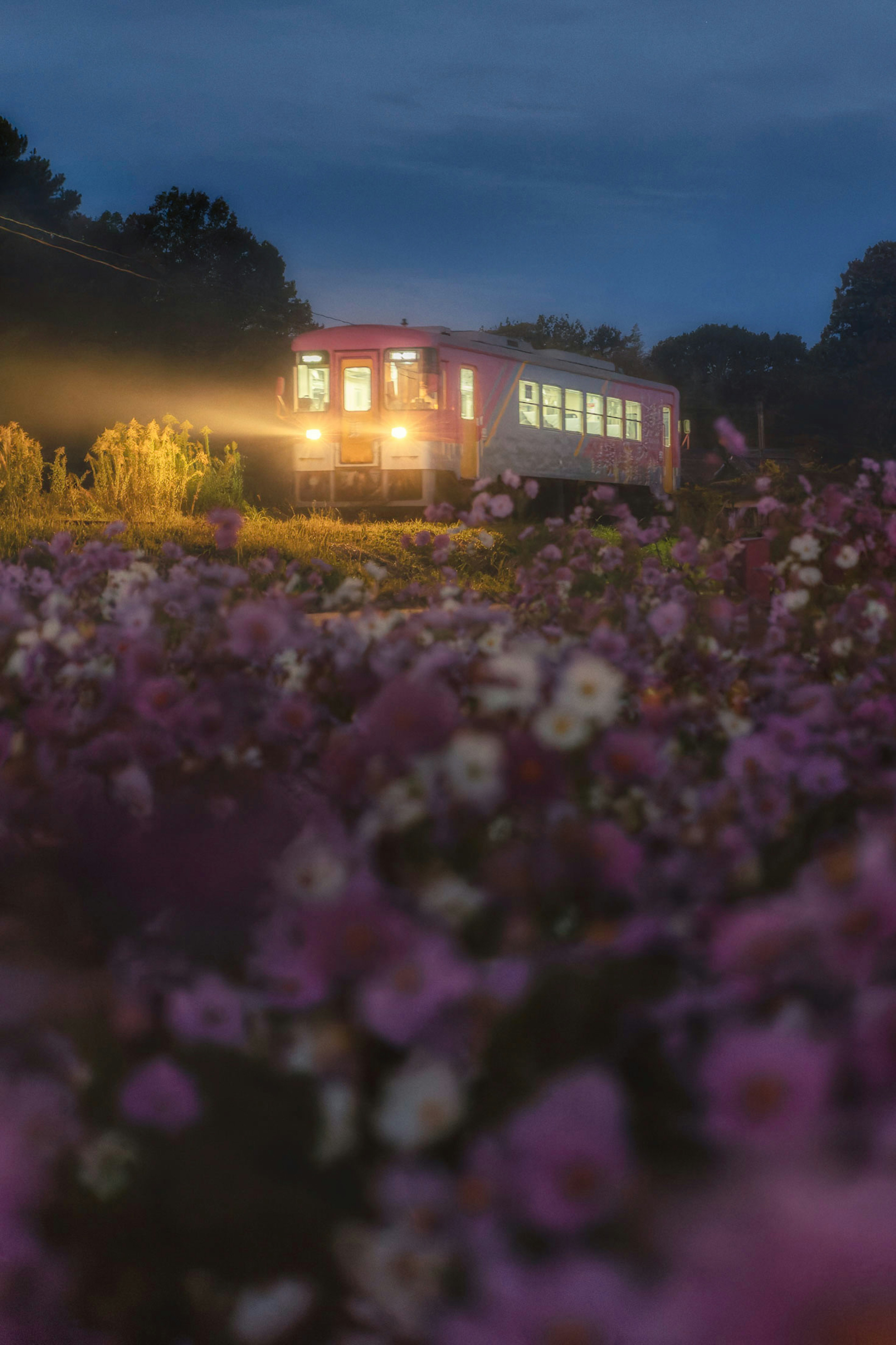 Train illuminated at night amidst a field of flowers