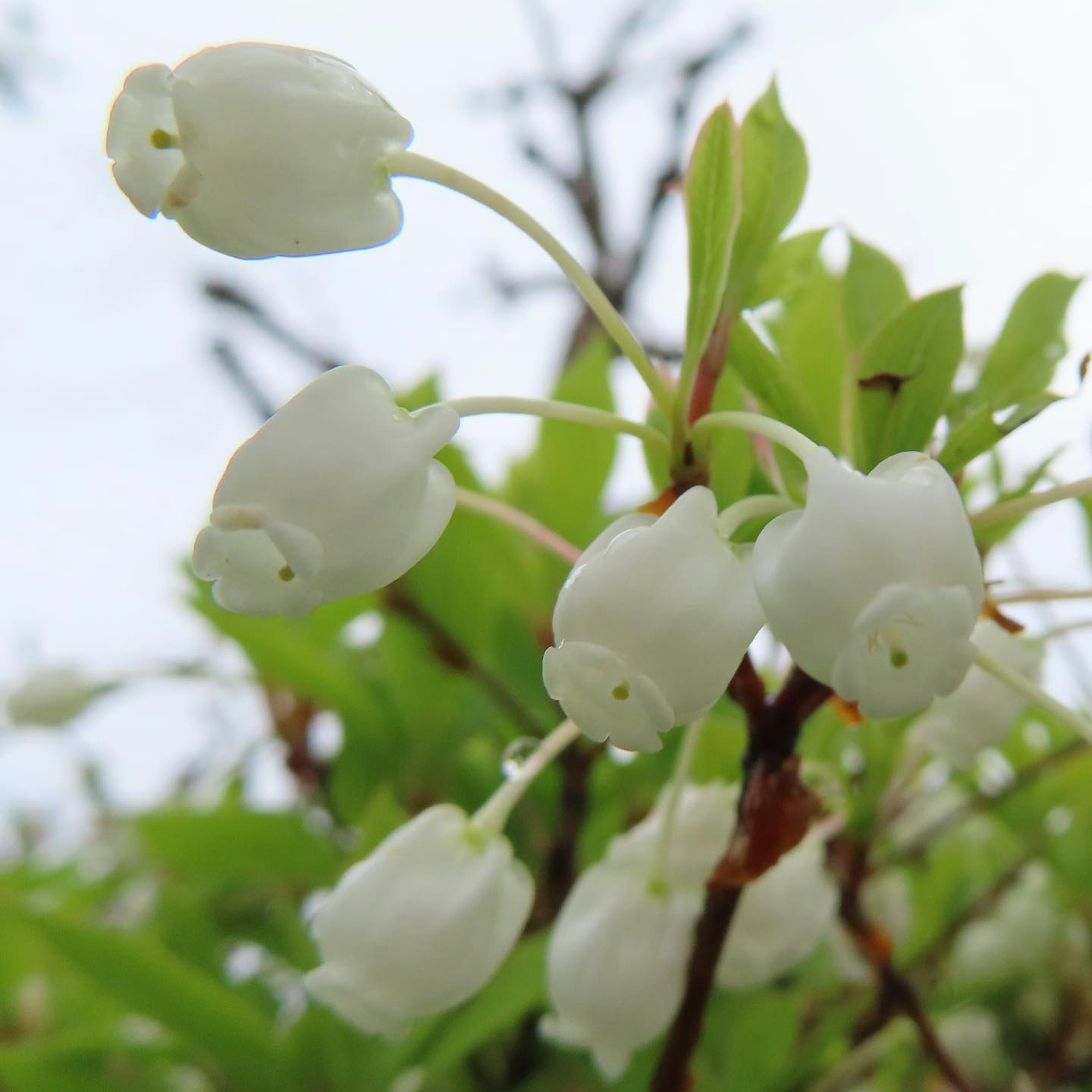 Close-up tanaman dengan bunga putih dan daun hijau