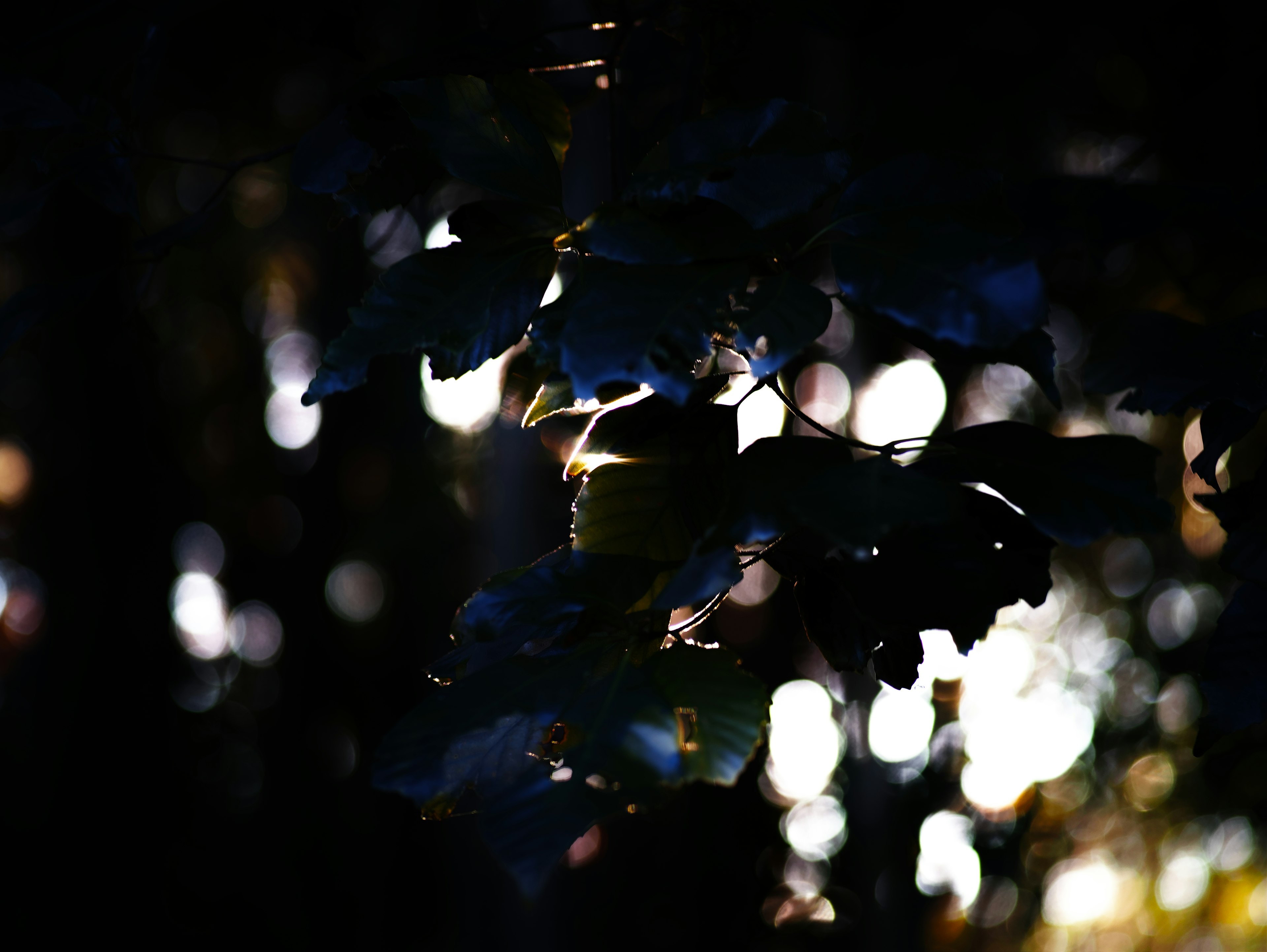 Hojas iluminadas contra un fondo oscuro con puntos de luz