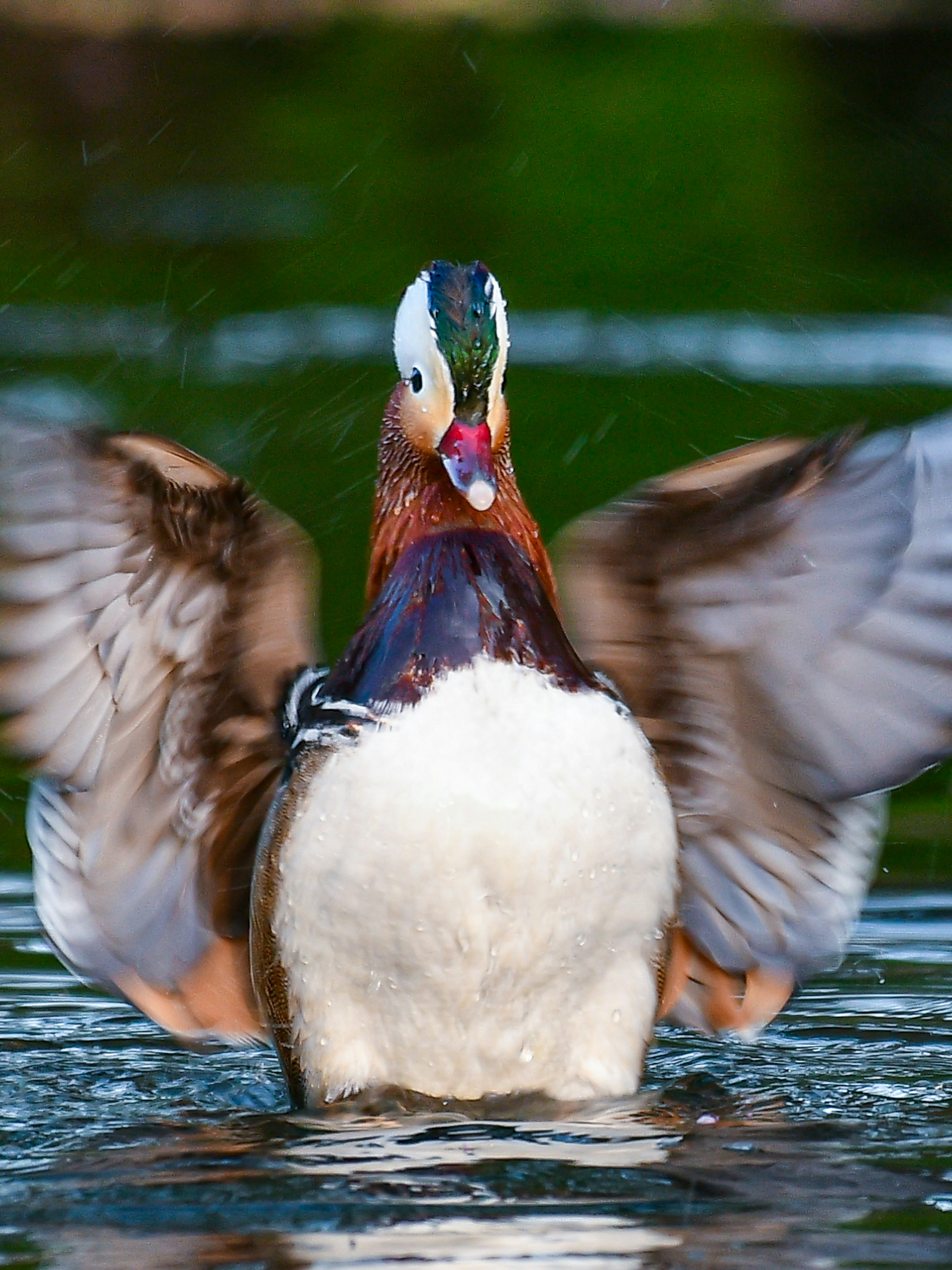 Un canard déployant ses ailes sur l'eau montrant un plumage vibrant et des traits faciaux distinctifs