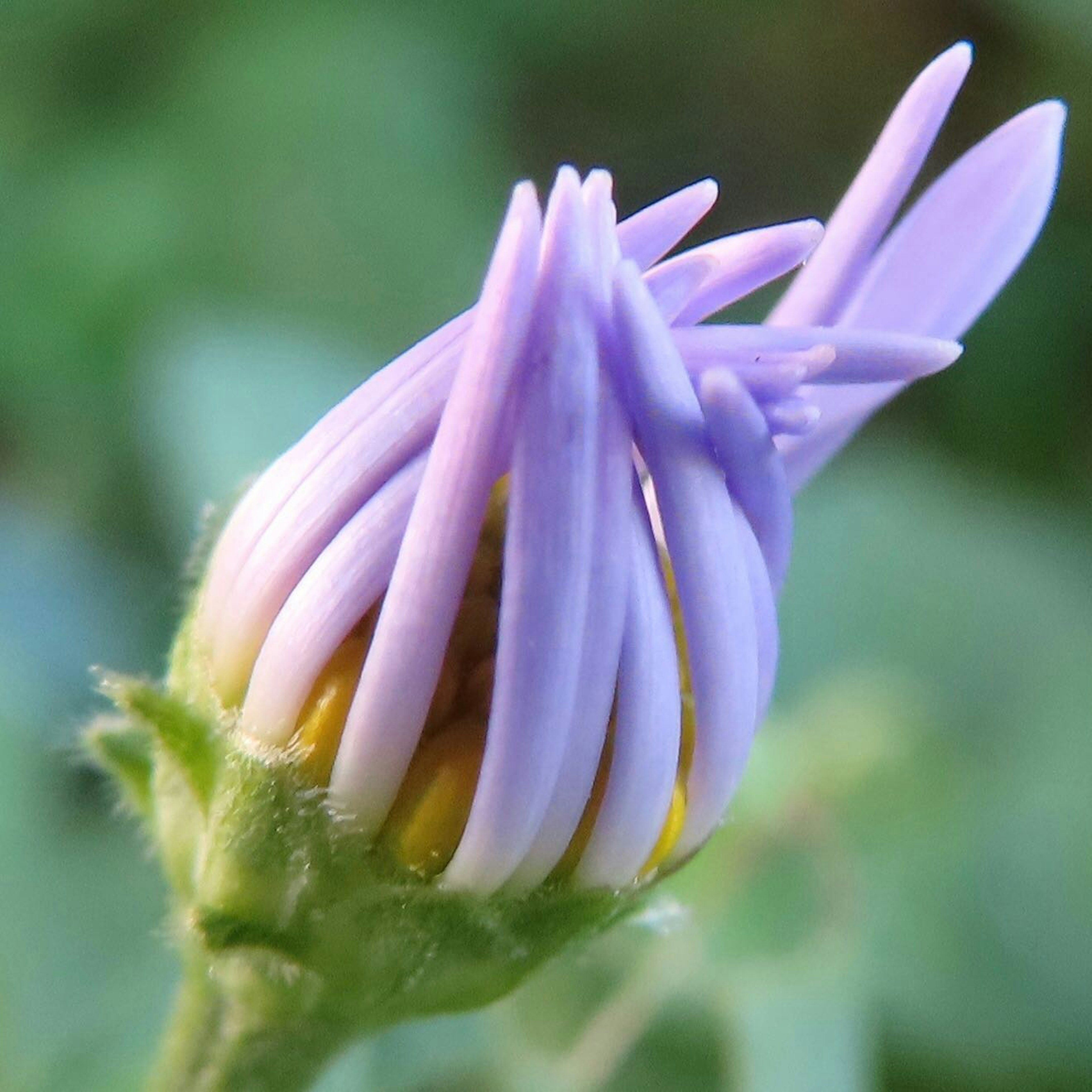 Bocciolo di fiore viola con sfondo verde