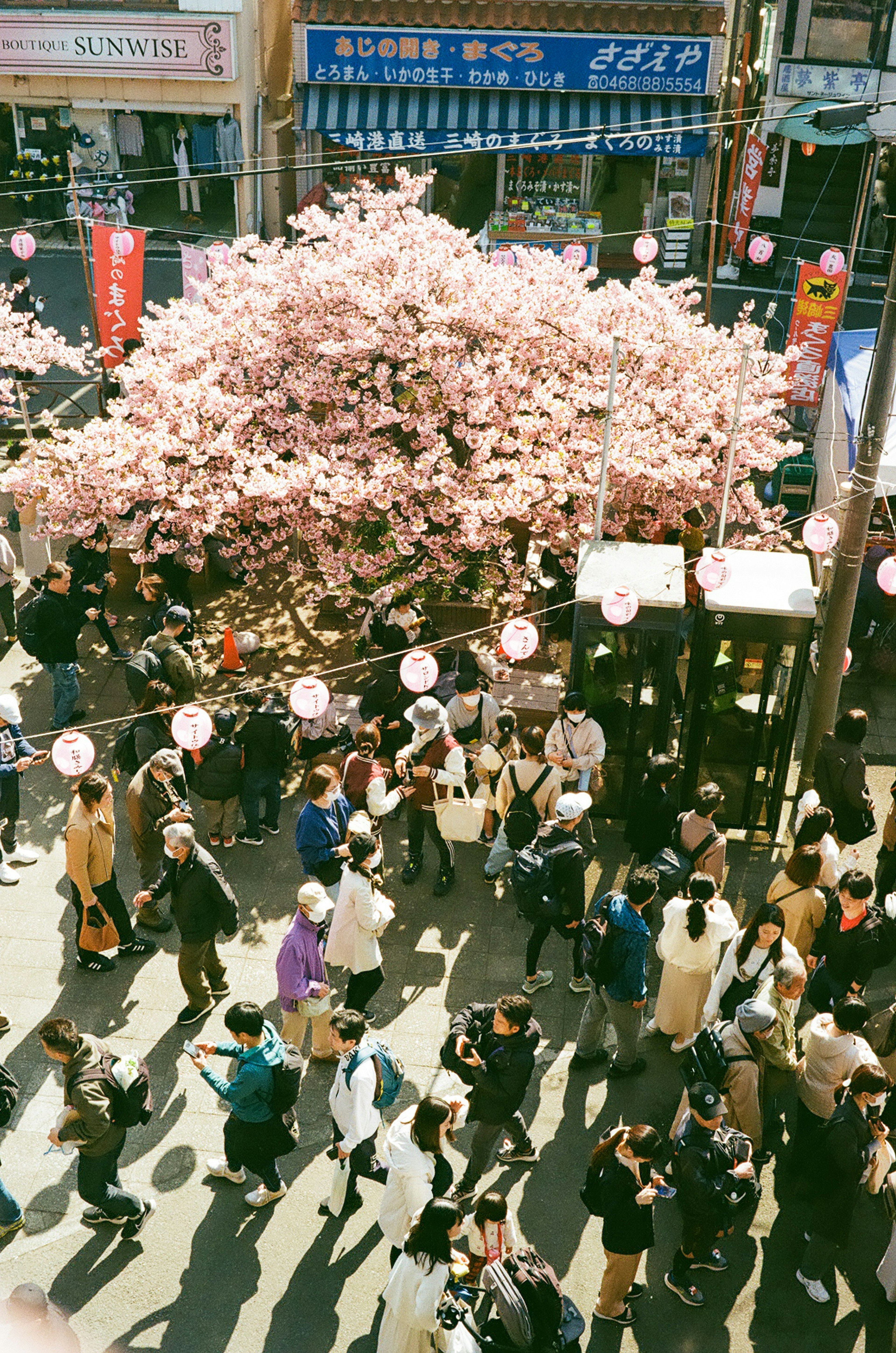 Crowded street scene with a blooming cherry blossom tree and people