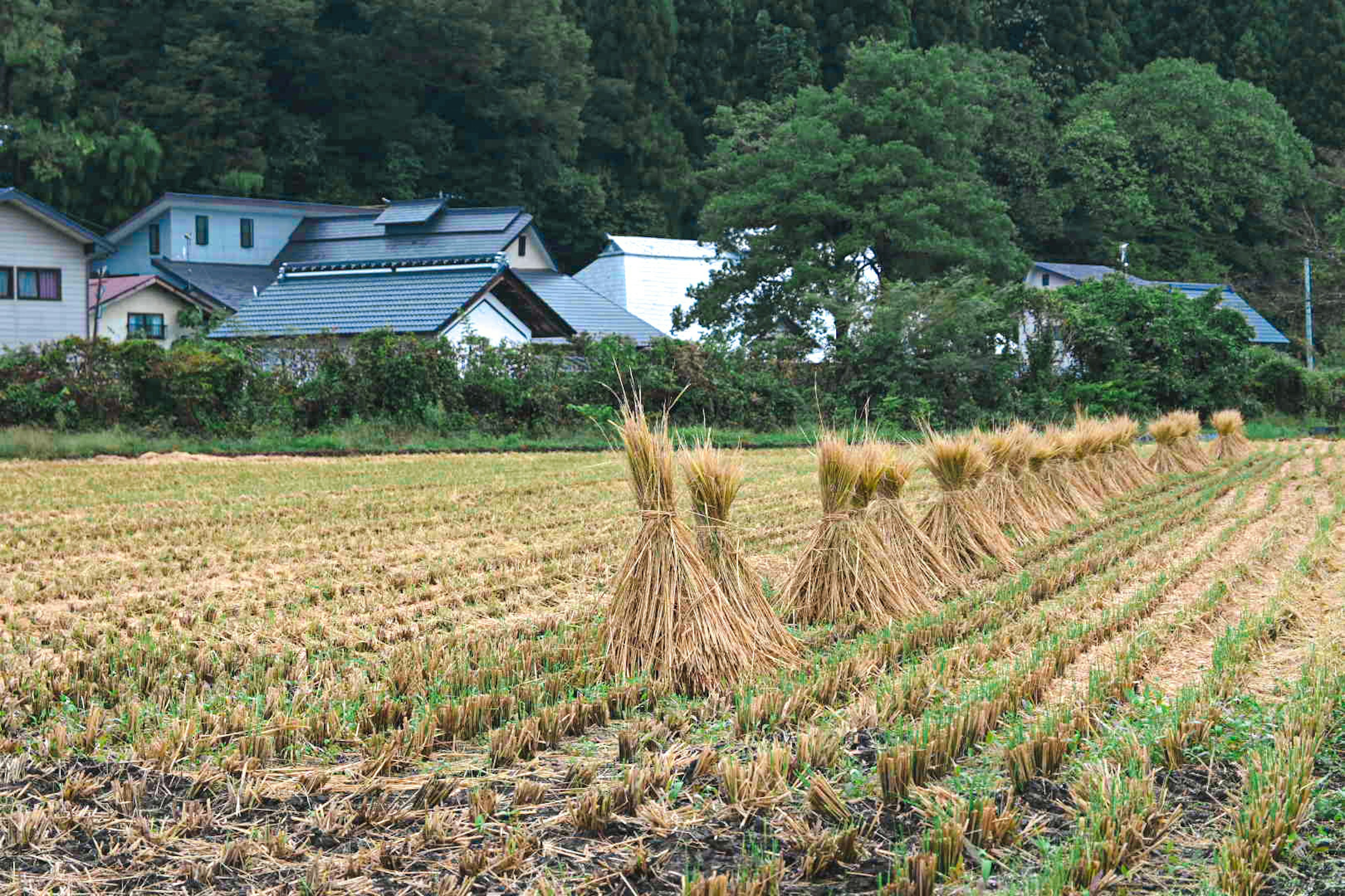 Paysage d'un champ de riz après la récolte avec des maisons en arrière-plan