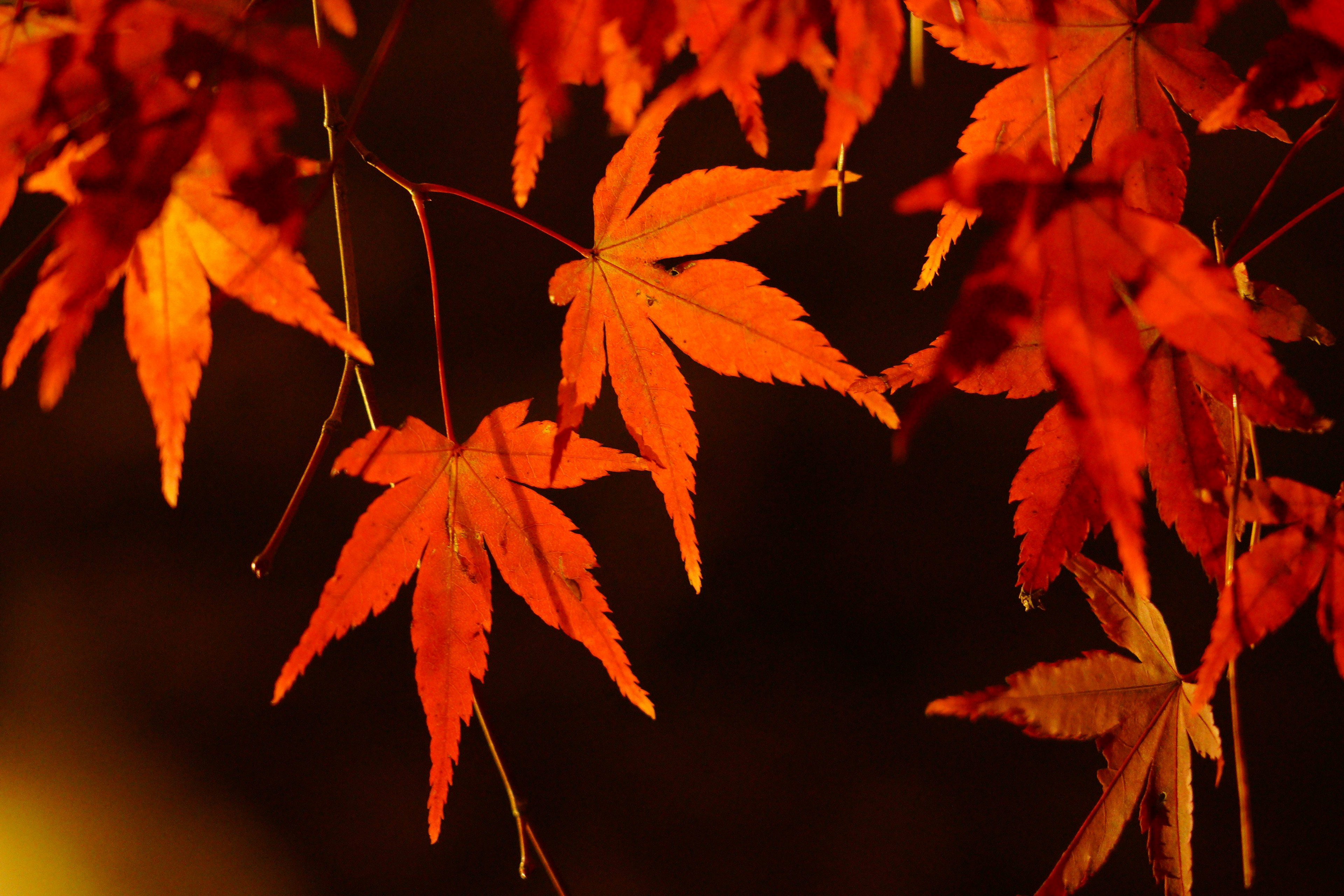 Maple leaves in vibrant red hues against a dark background