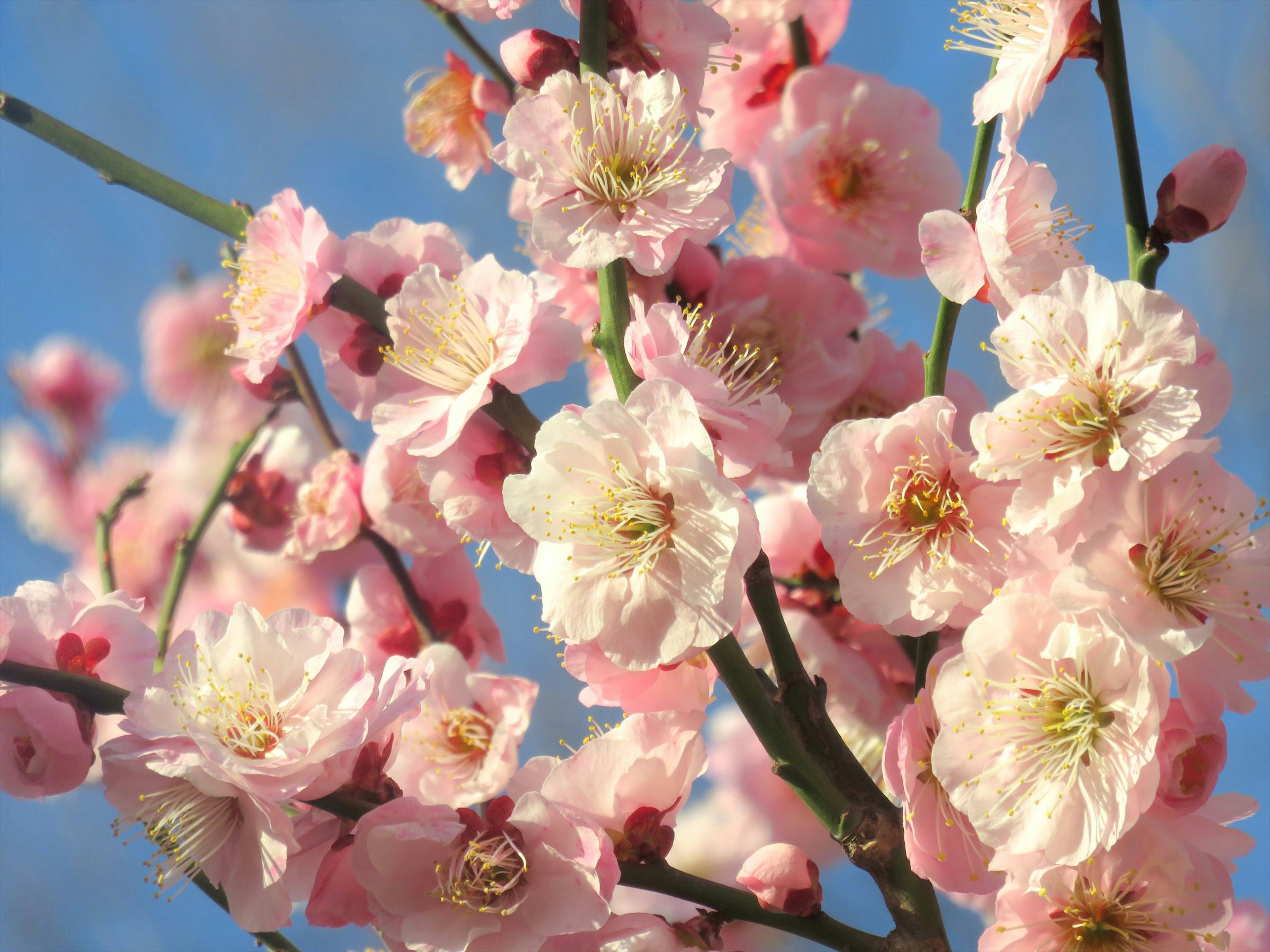 Bunga plum berwarna pink yang indah mekar di bawah langit biru