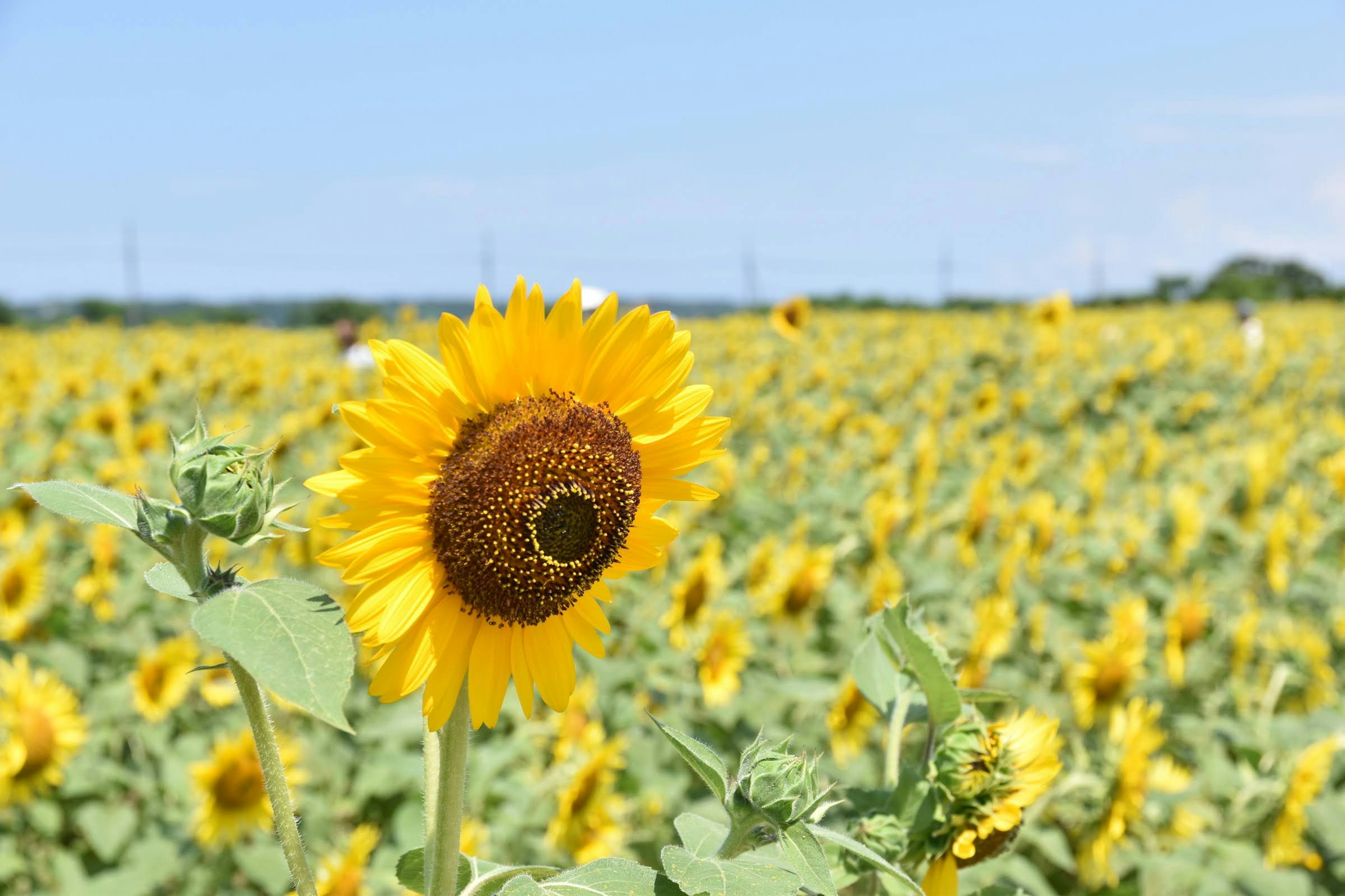 Eine lebendige Sonnenblume, die in einem weiten Sonnenblumenfeld herausragt