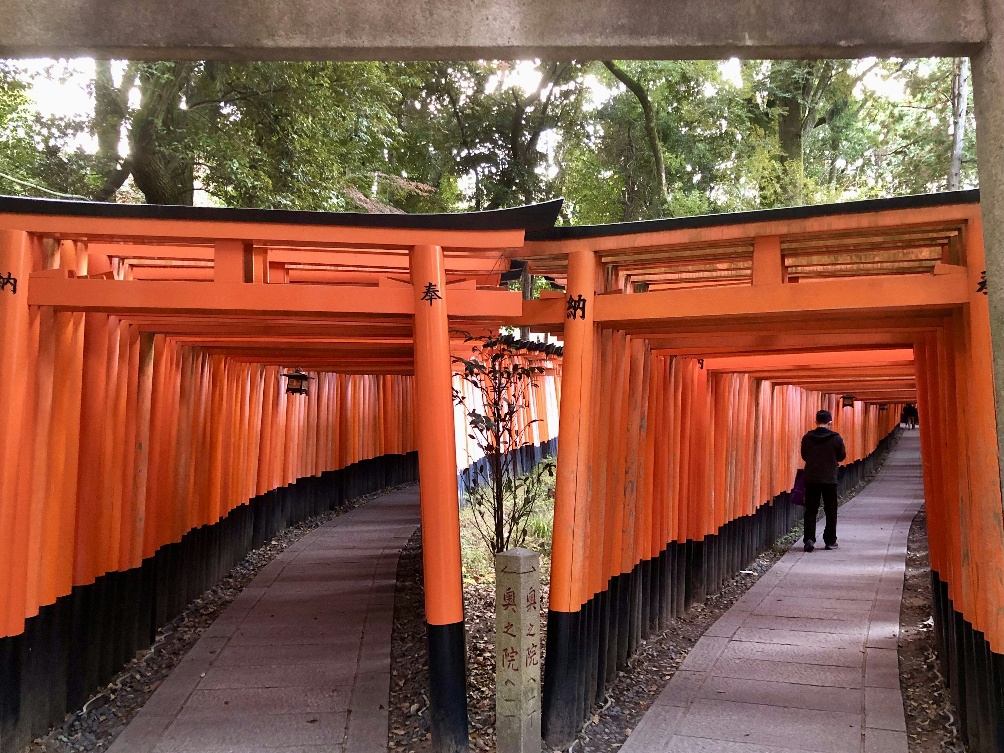 Sendero flanqueado por puertas torii naranjas vibrantes en un santuario con una persona caminando