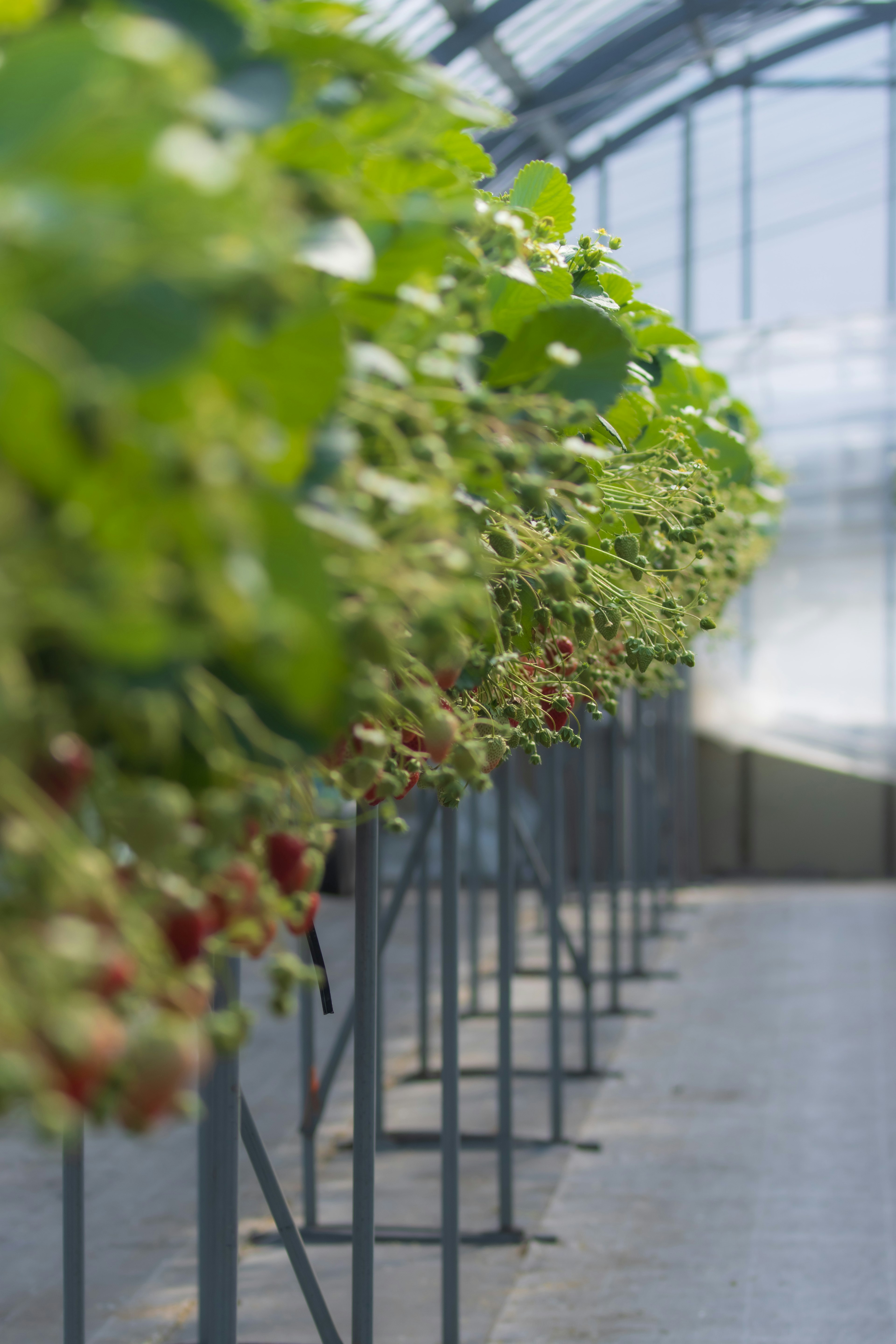 Rows of strawberries with green leaves in a greenhouse