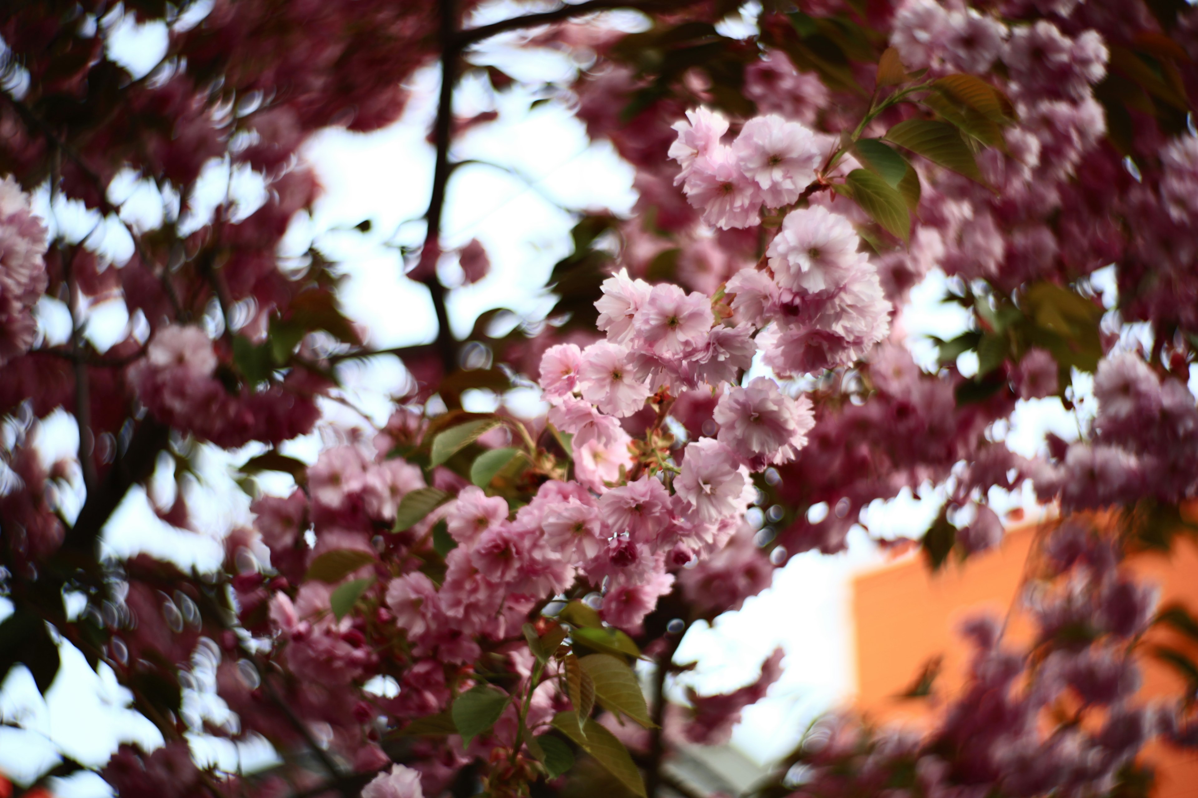 Primer plano de flores de cerezo en un árbol con pétalos rosa suave y hojas verdes