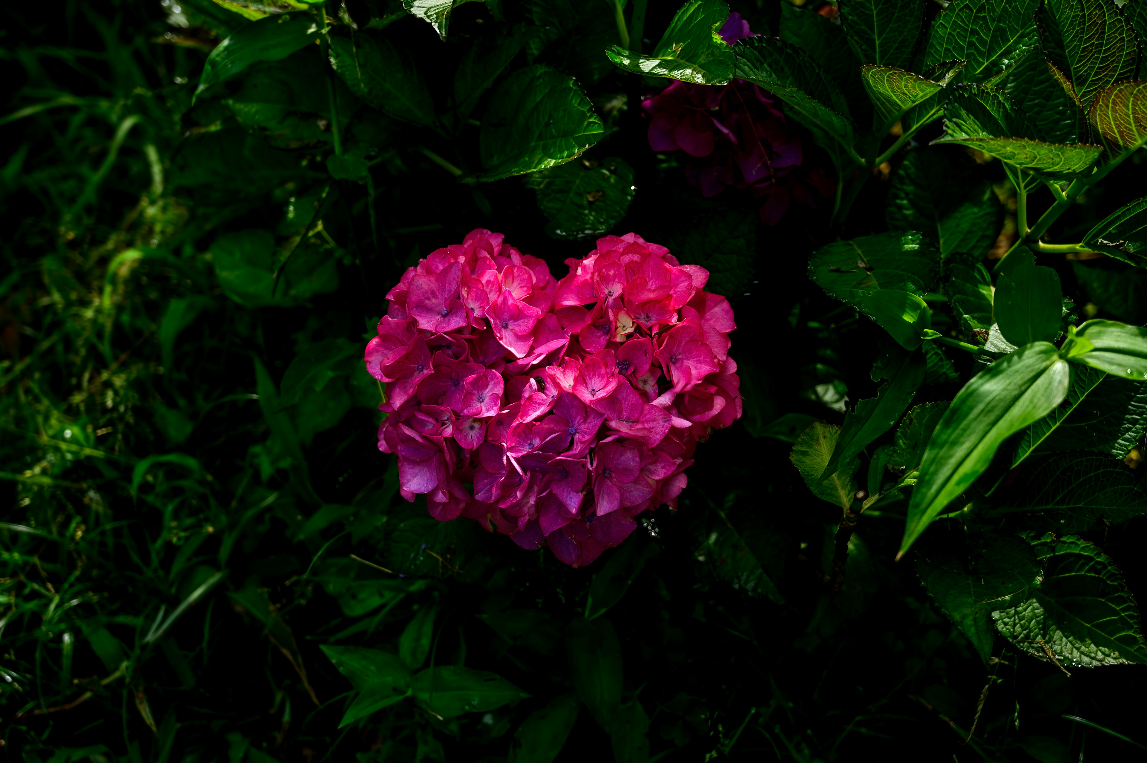 Flor rosa en forma de corazón rodeada de hojas verdes