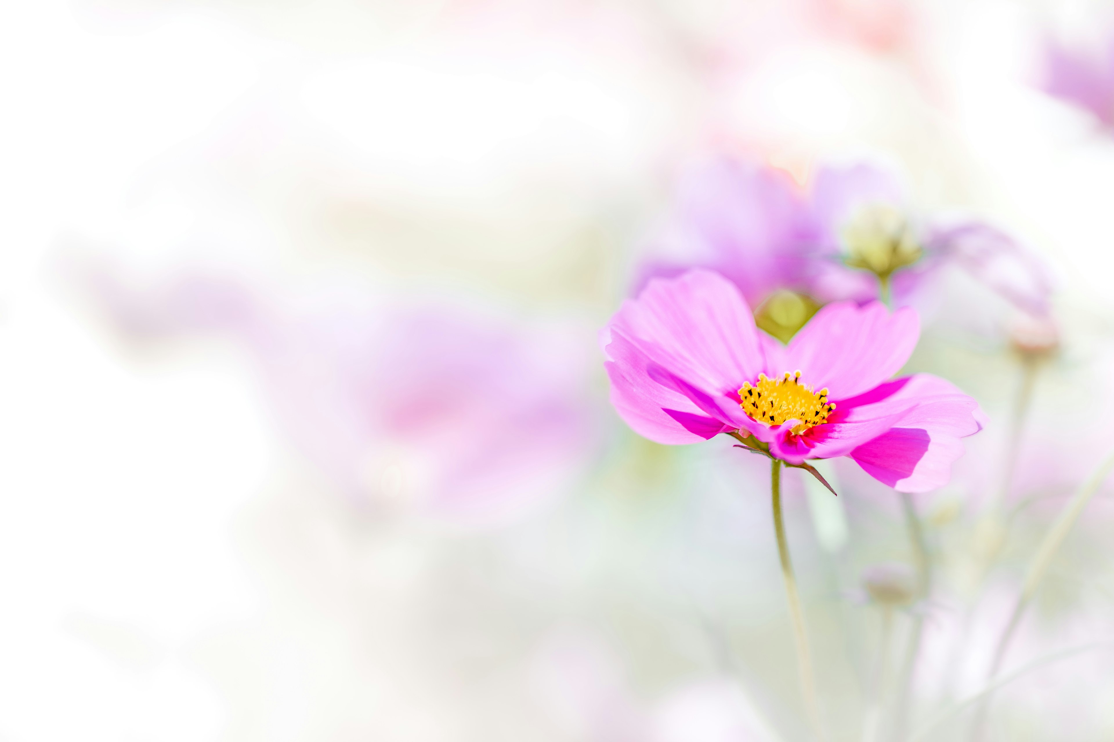 Primer plano de una delicada flor rosa con un fondo suave
