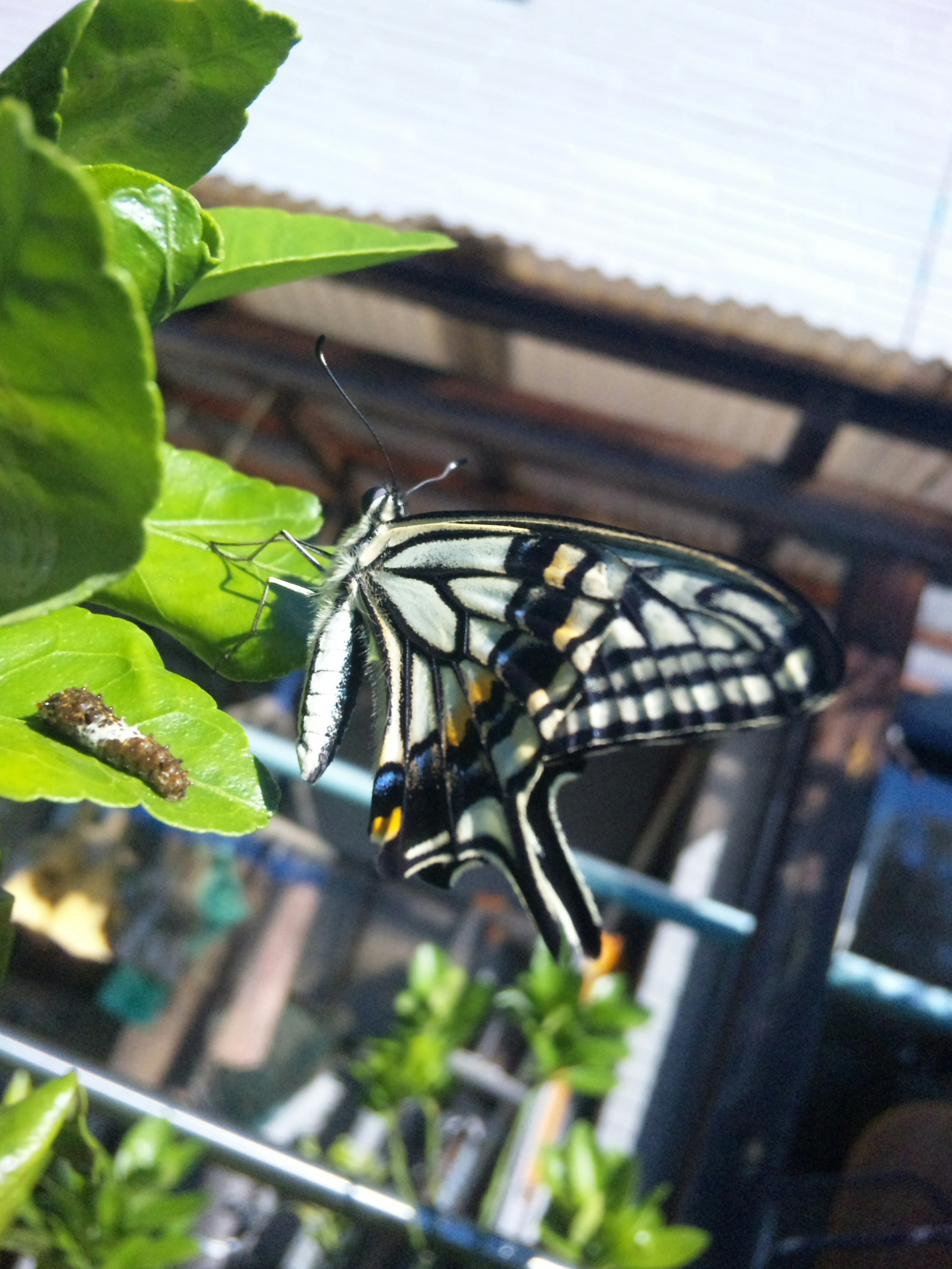 Una hermosa mariposa posada sobre hojas verdes