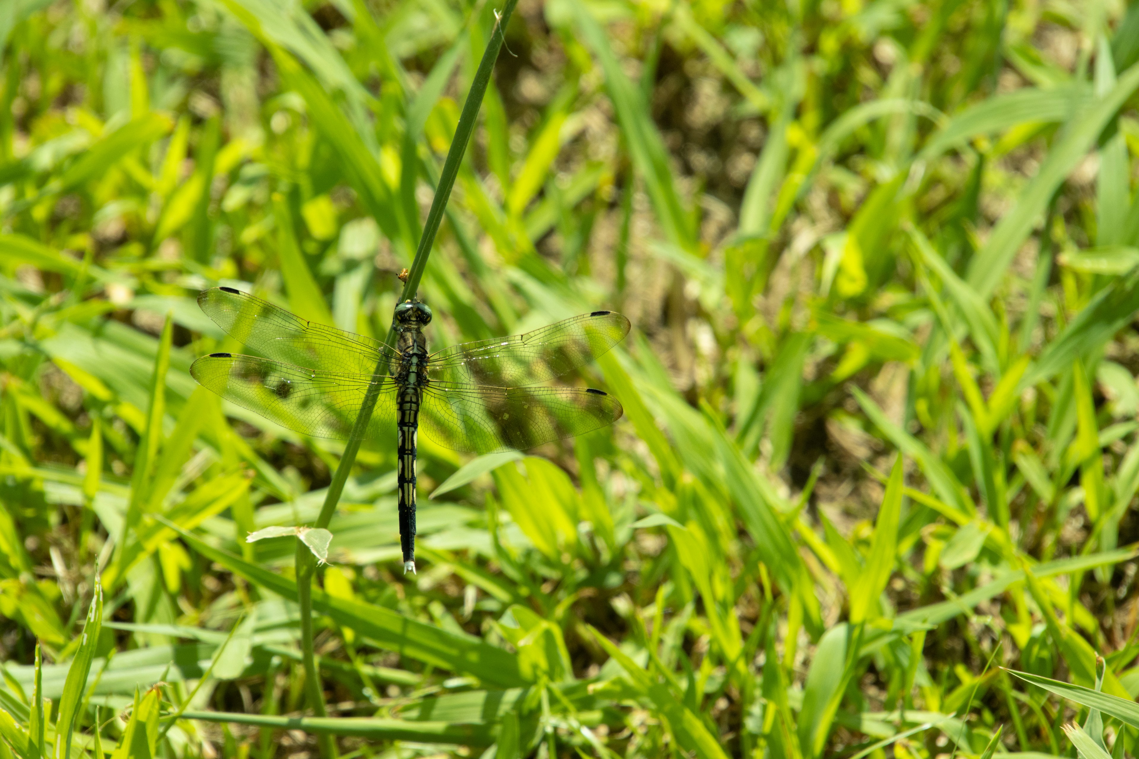 Libélula negra posada sobre hierba verde