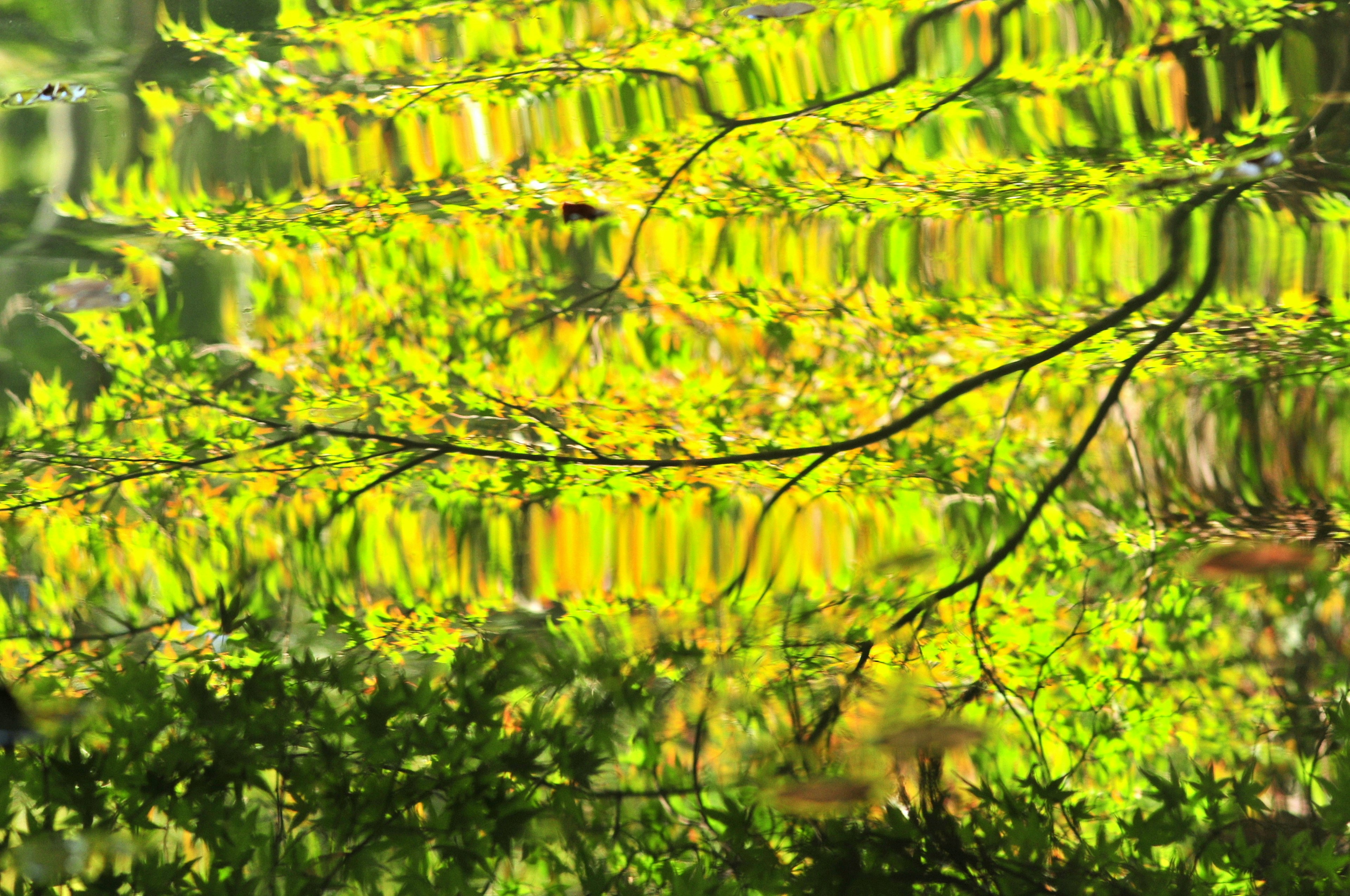 Reflection of green leaves and branches on water surface