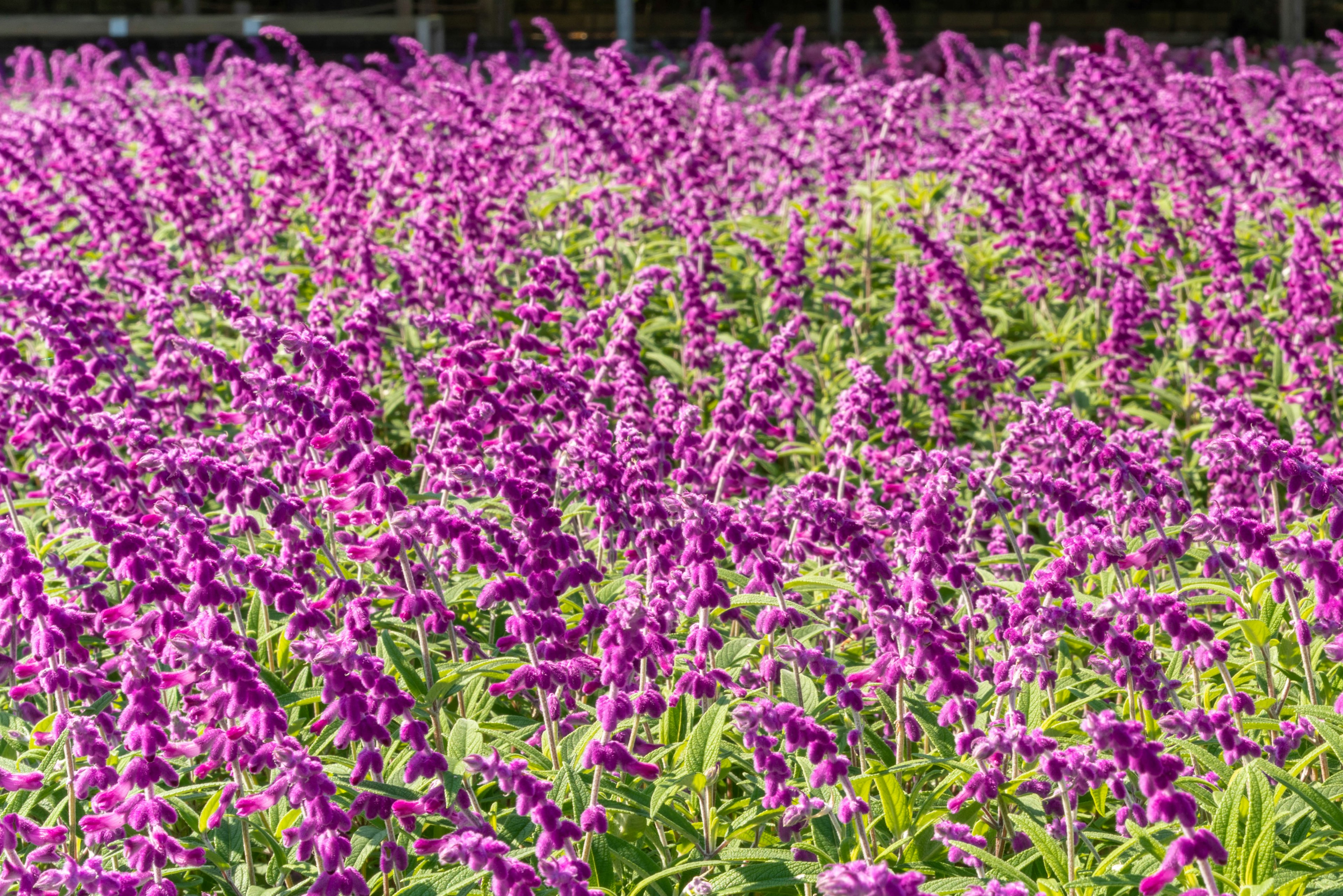 Amplio campo de flores moradas en flor