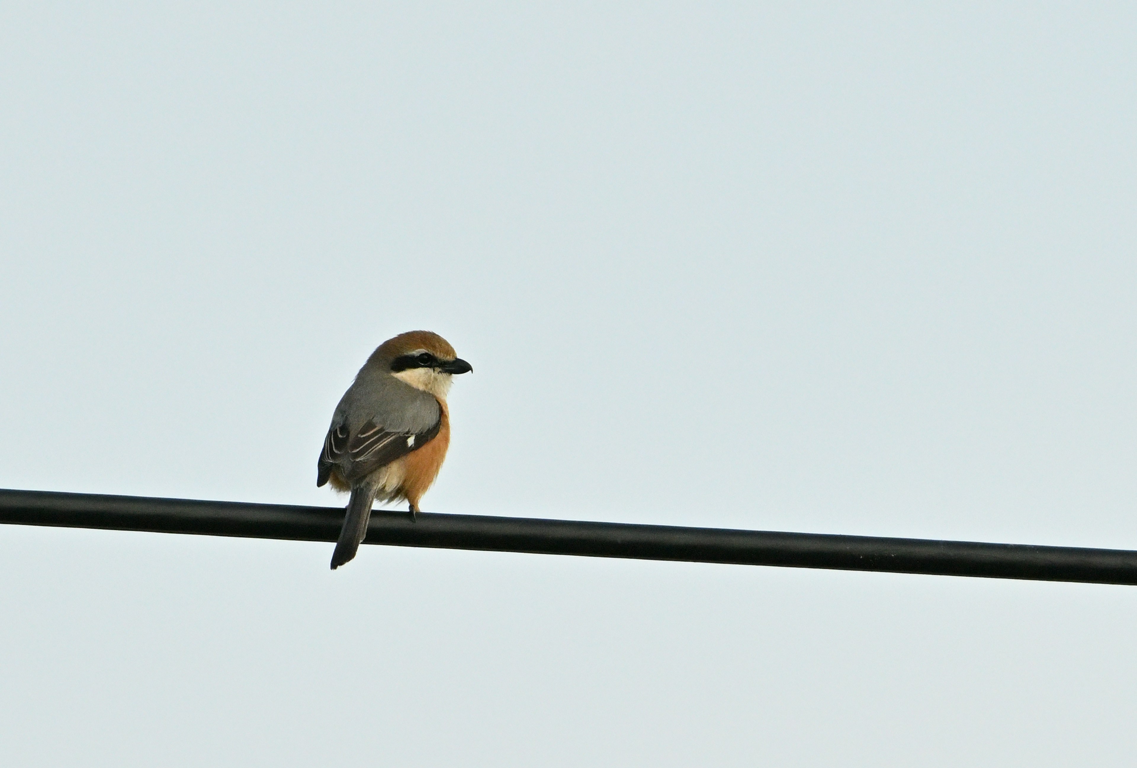 Un petit oiseau perché sur un fil