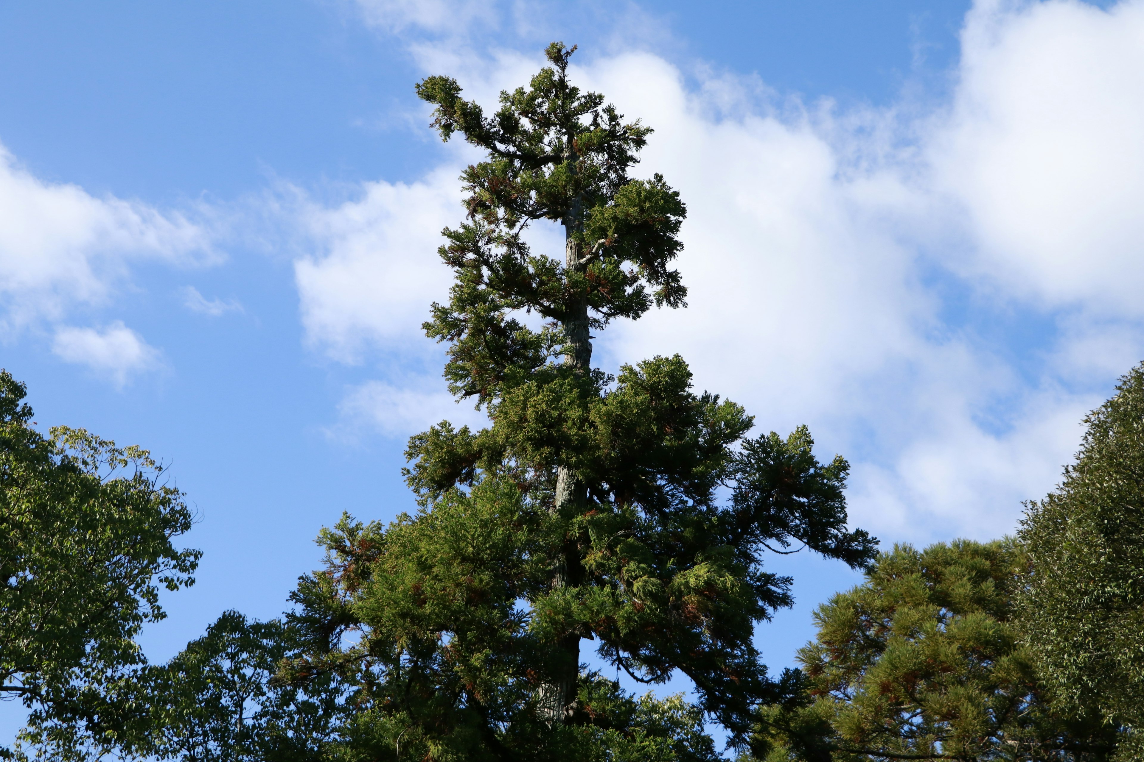 Árbol alto contra un cielo azul con nubes