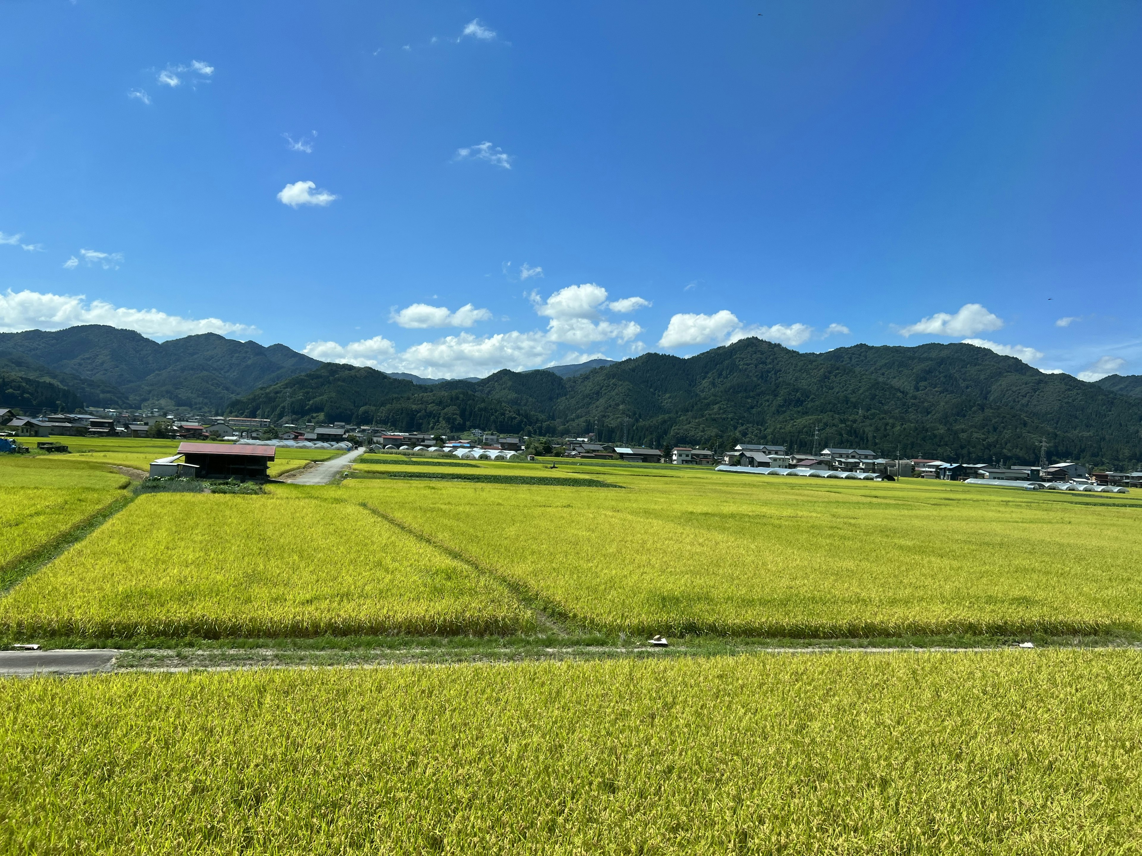 青々とした稲穂が広がる田園風景と山々の背景