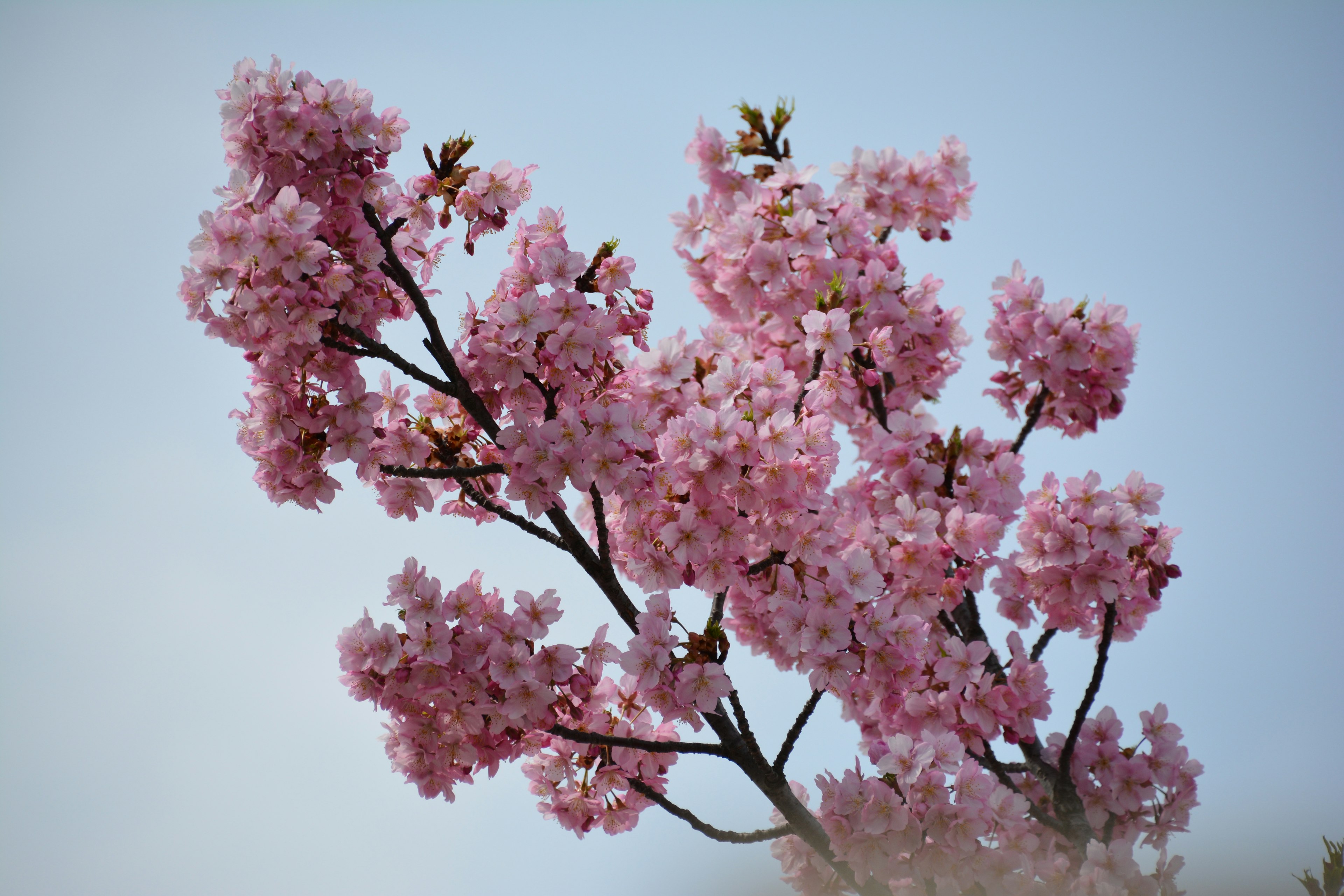 Acercamiento de una rama de cerezo con flores rosas