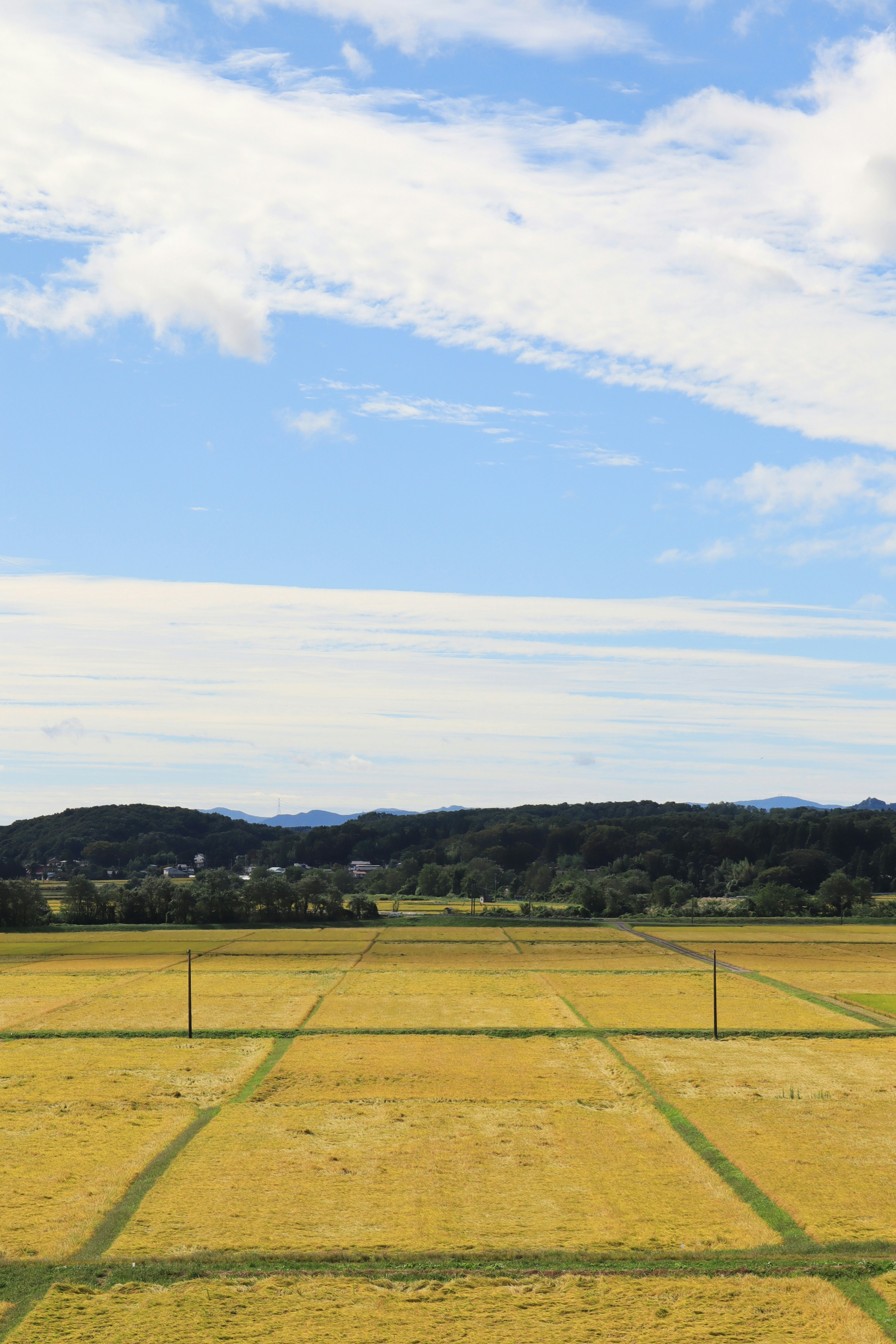 青空と白い雲の下に広がる黄金色の田んぼと緑の丘