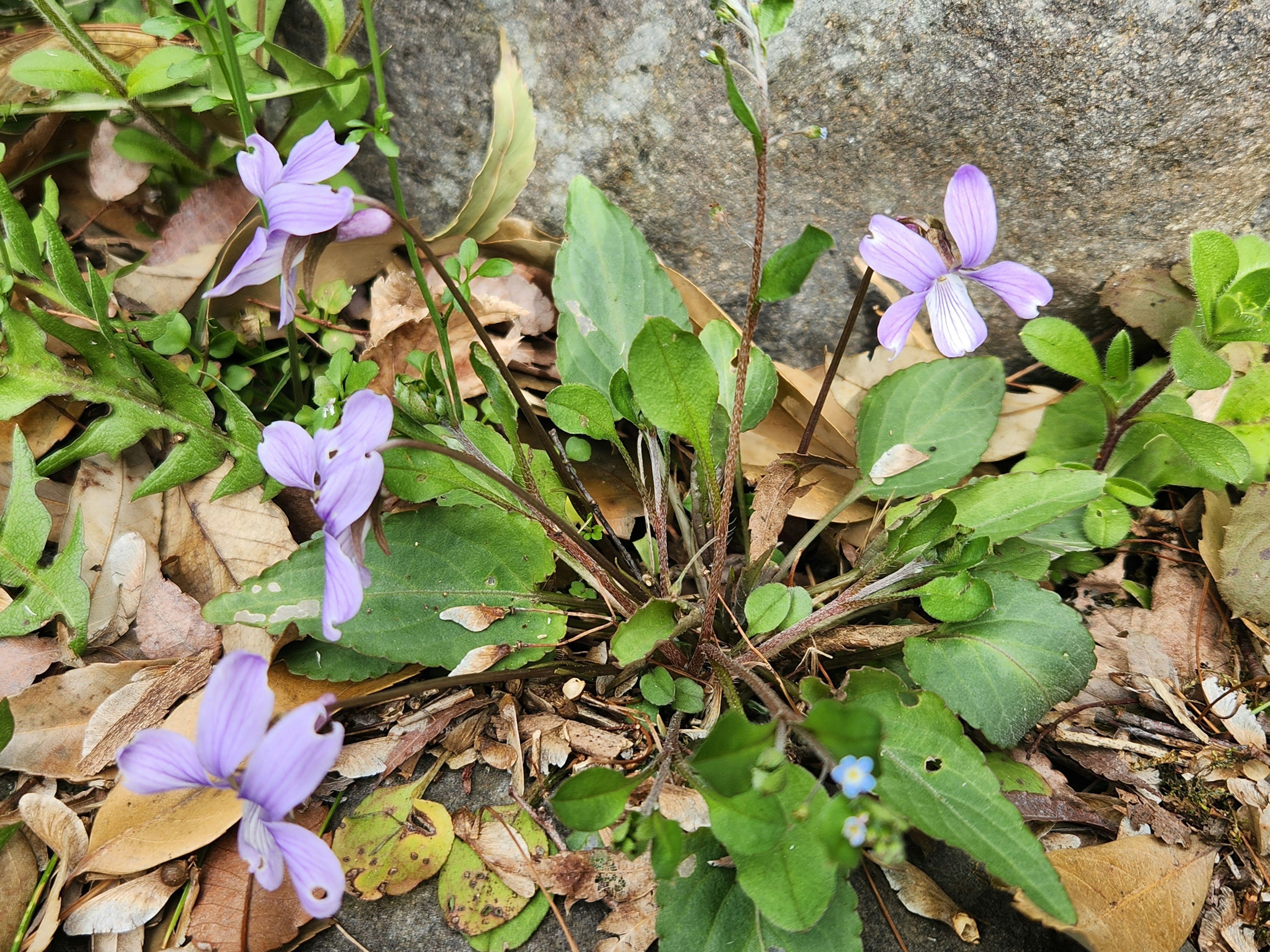 生长在地面上的紫色花朵和绿色叶子