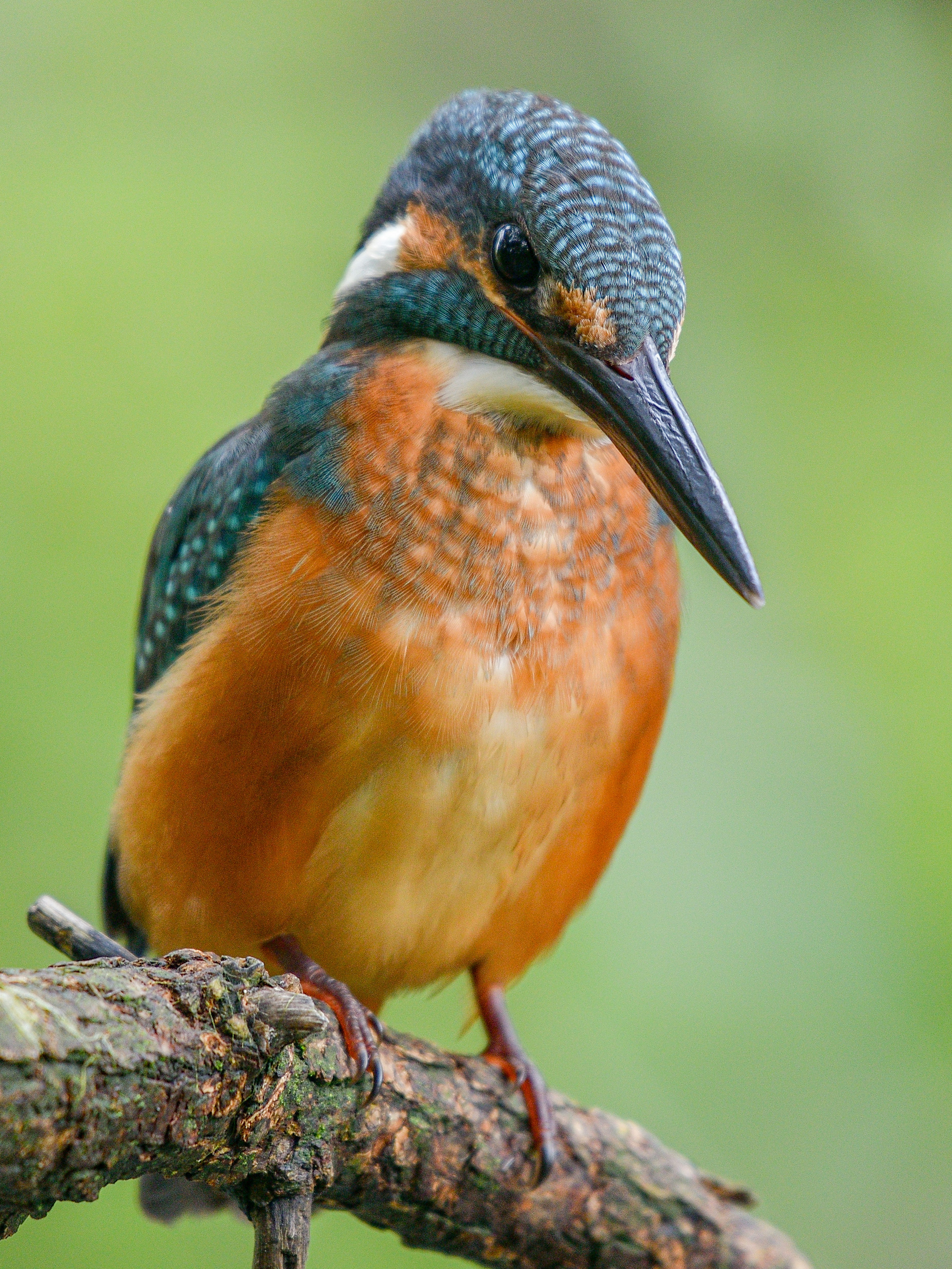 A vibrant kingfisher perched on a branch