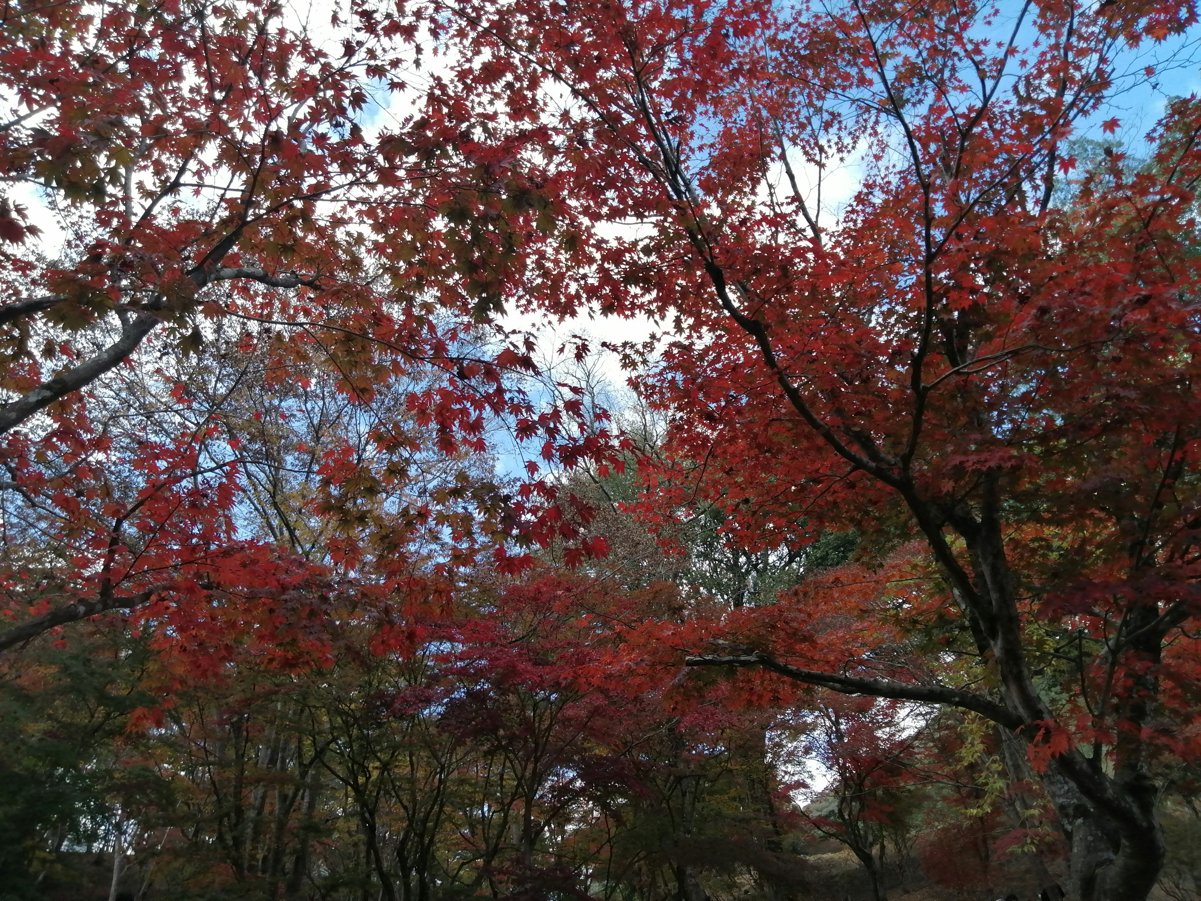 Bella scena autunnale con alberi che mostrano foglie rosse contro un cielo blu