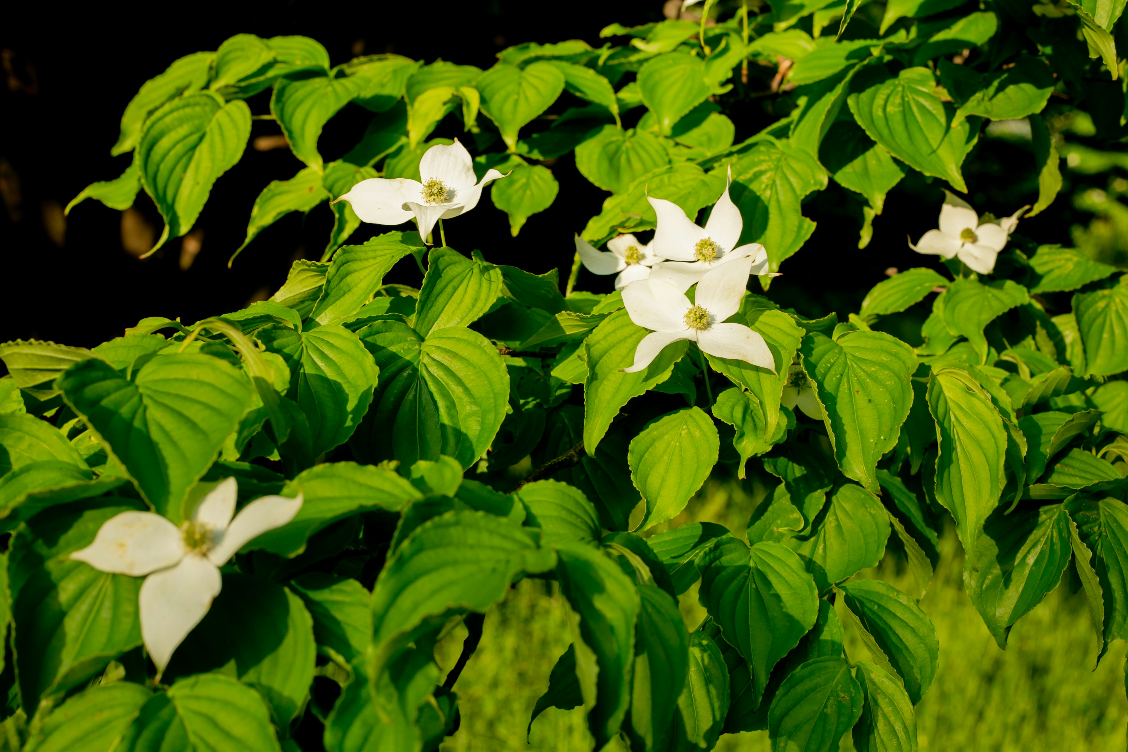 Gros plan de fleurs blanches entourées de feuilles vertes