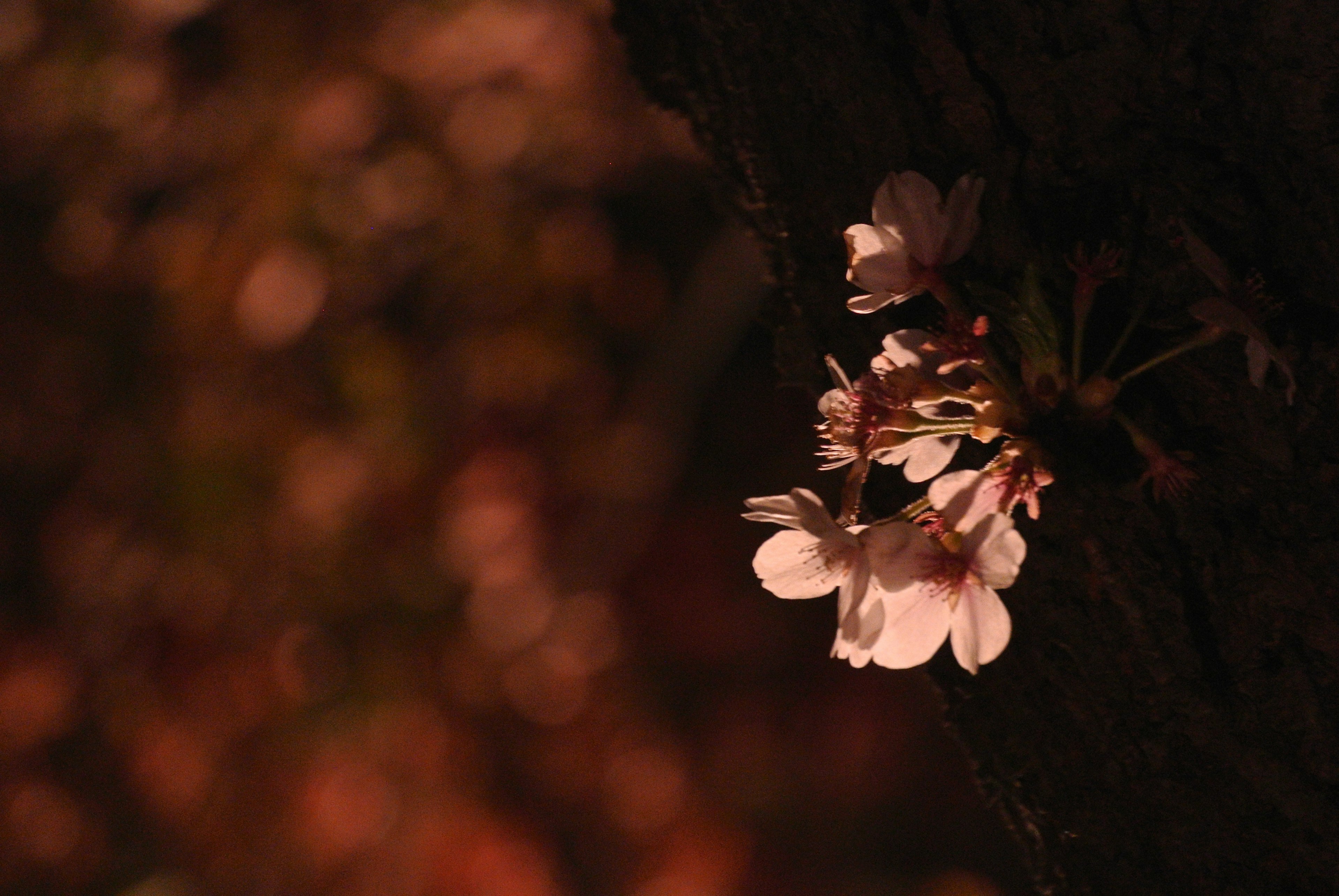 Delicate fiori di ciliegio illuminati di notte