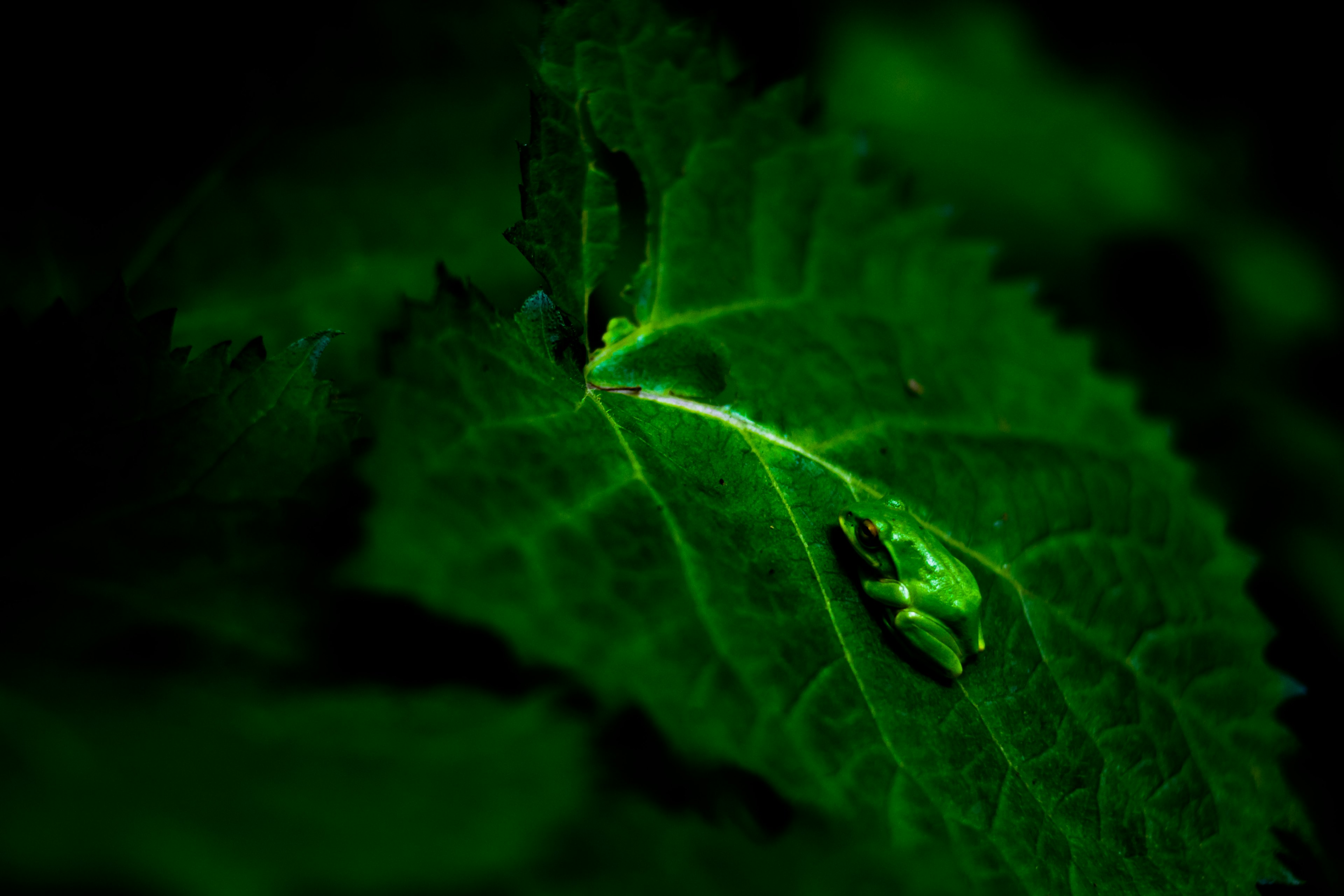 Close-up of green leaf with water droplet