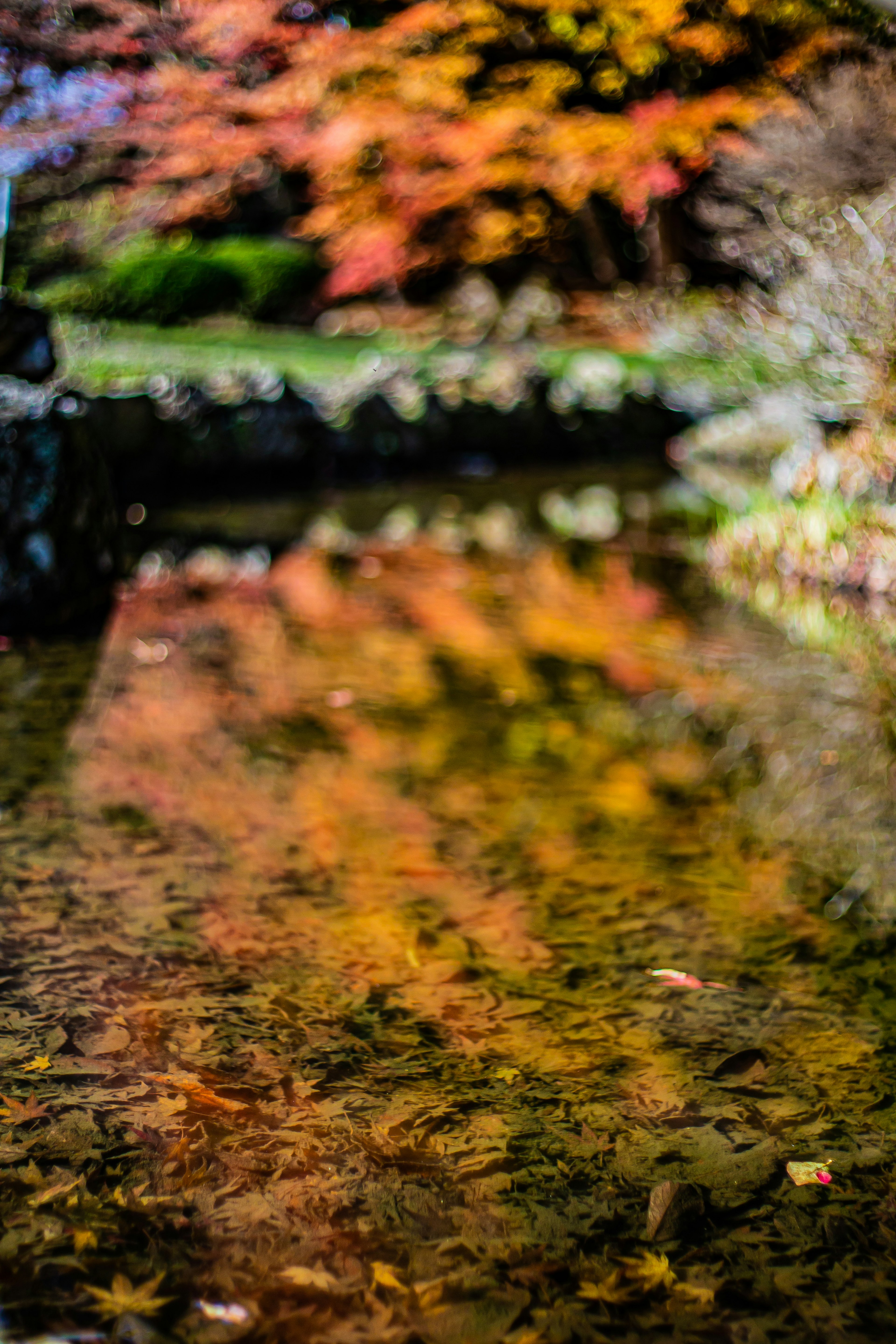 水面に映る秋の紅葉と落ち葉の美しい風景