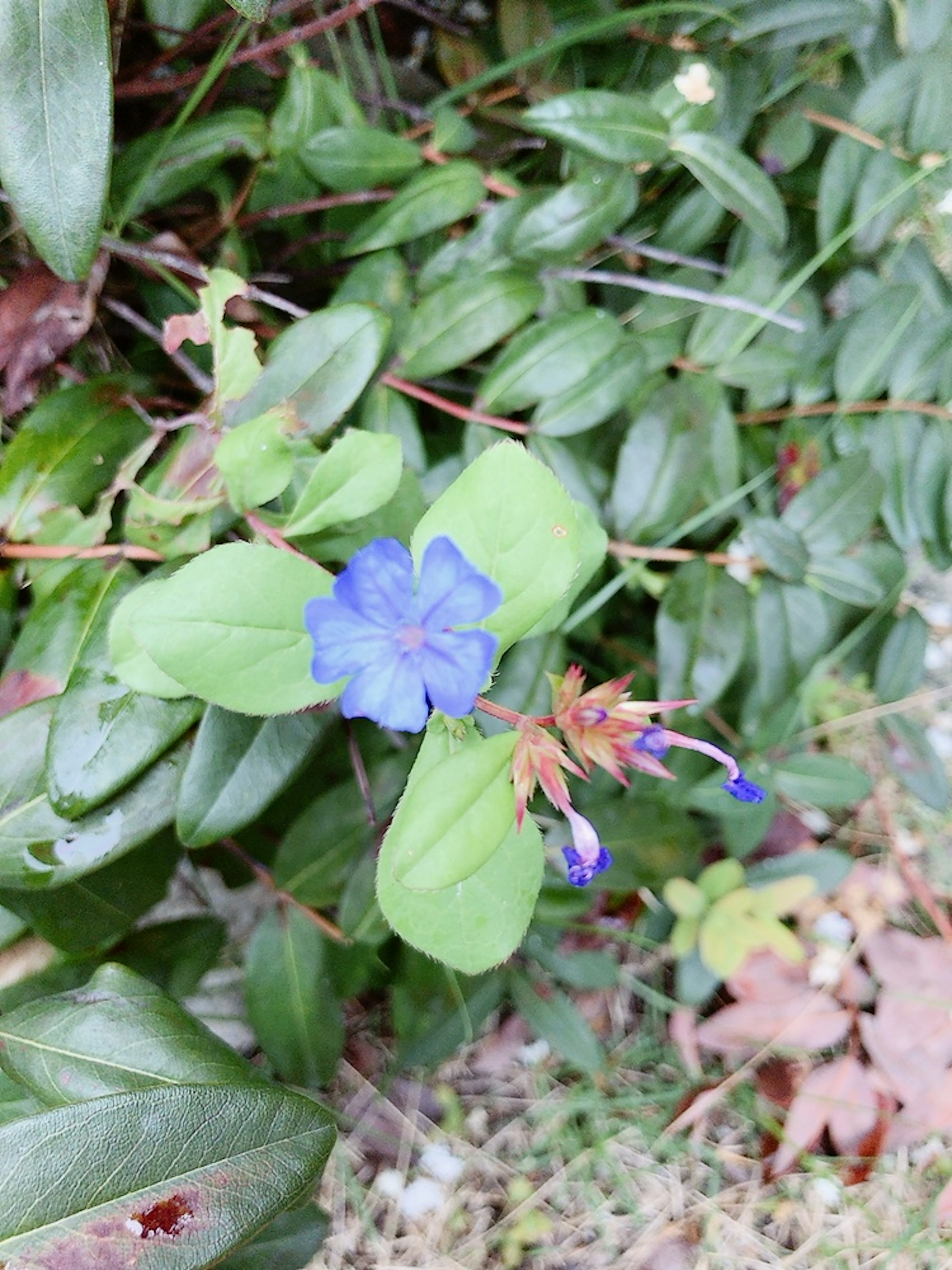 Planta con flor azul y hojas verdes