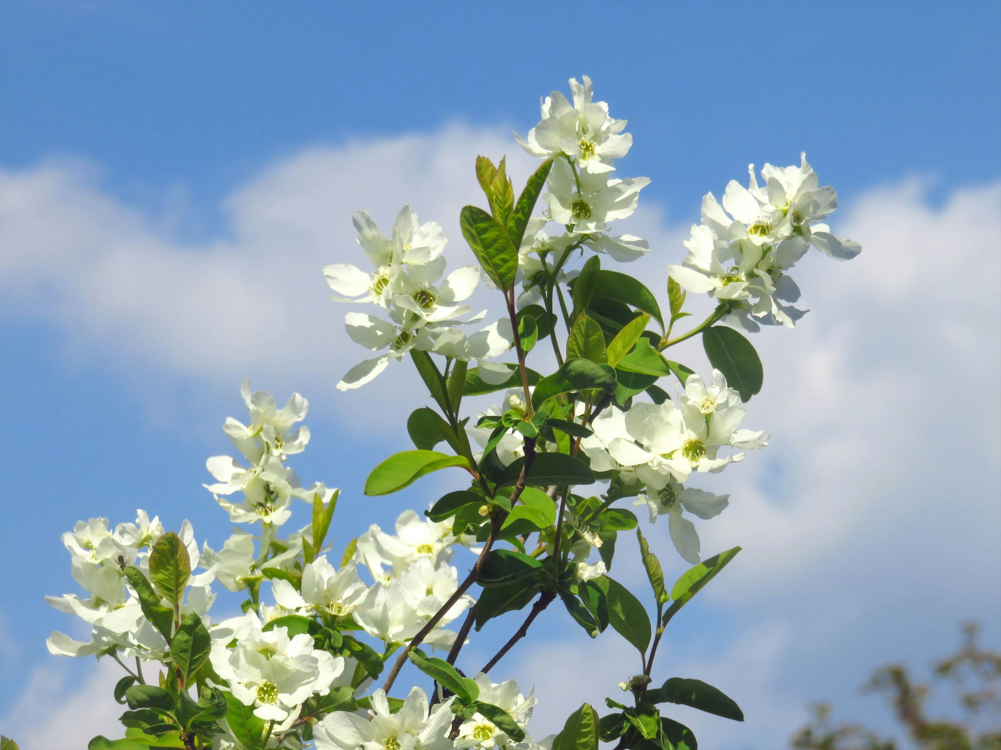 Fiori bianchi e foglie verdi che fioriscono sotto un cielo blu