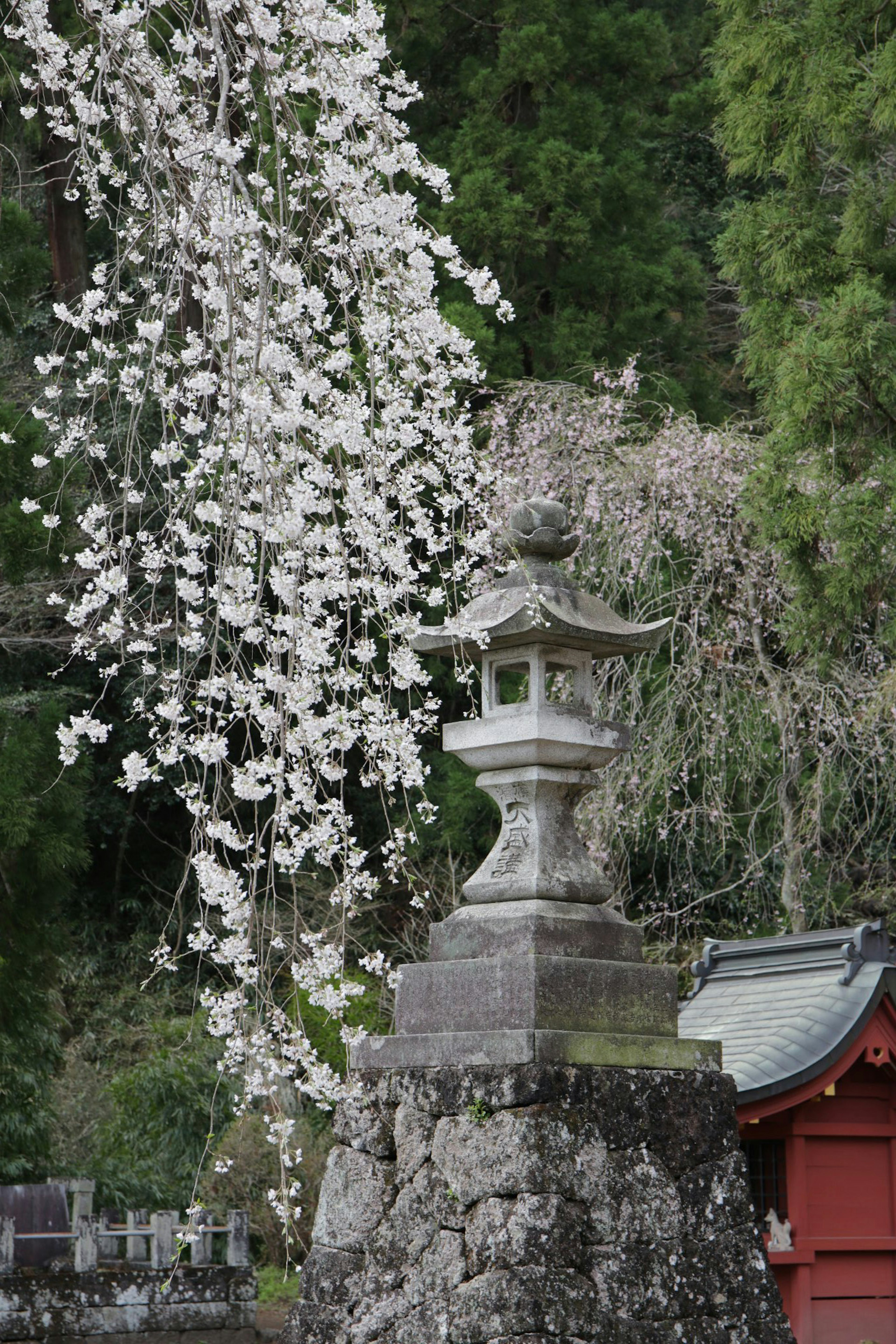 石灯籠と桜の花が咲いている風景