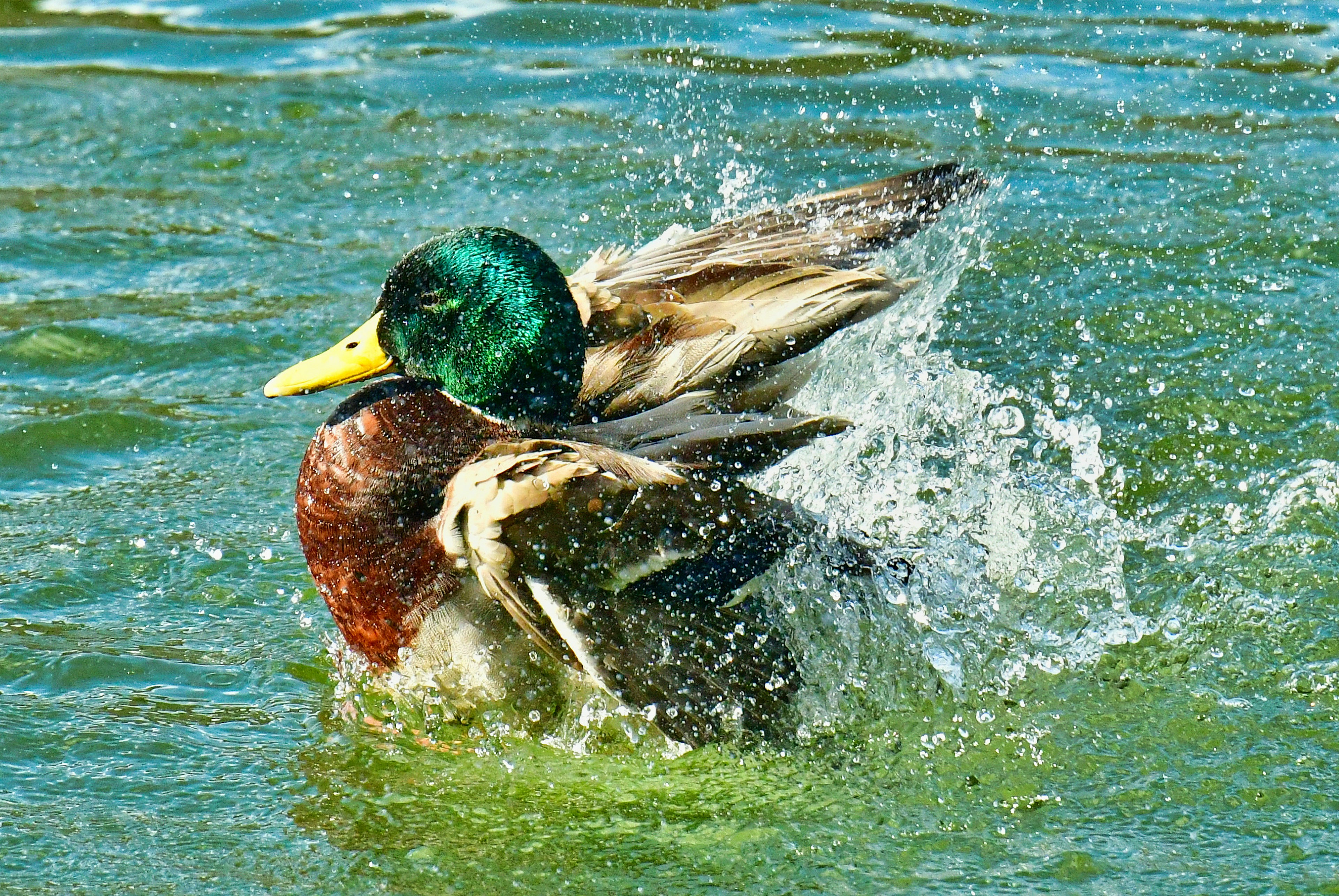 Maschio di germano reale che spruzza nell'acqua con testa verde brillante e petto rosso-marrone piumaggio arruffato