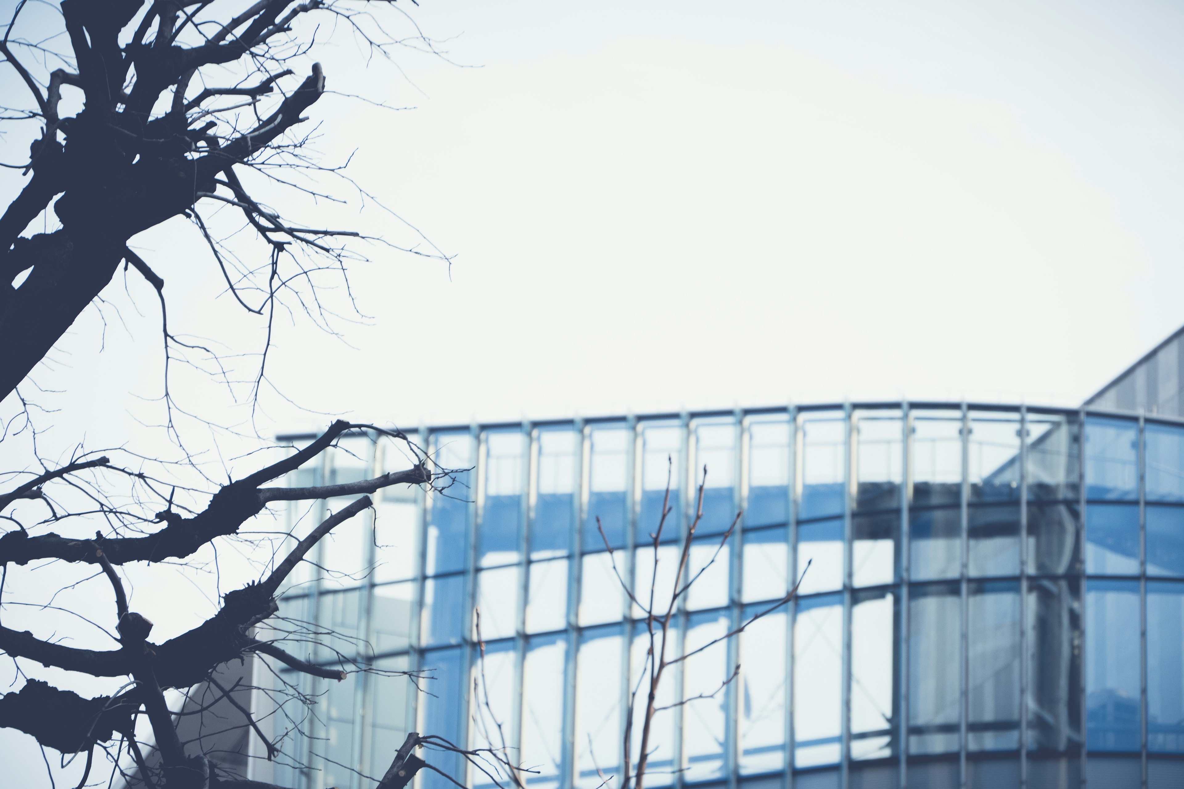 Glass building with tree branches silhouette