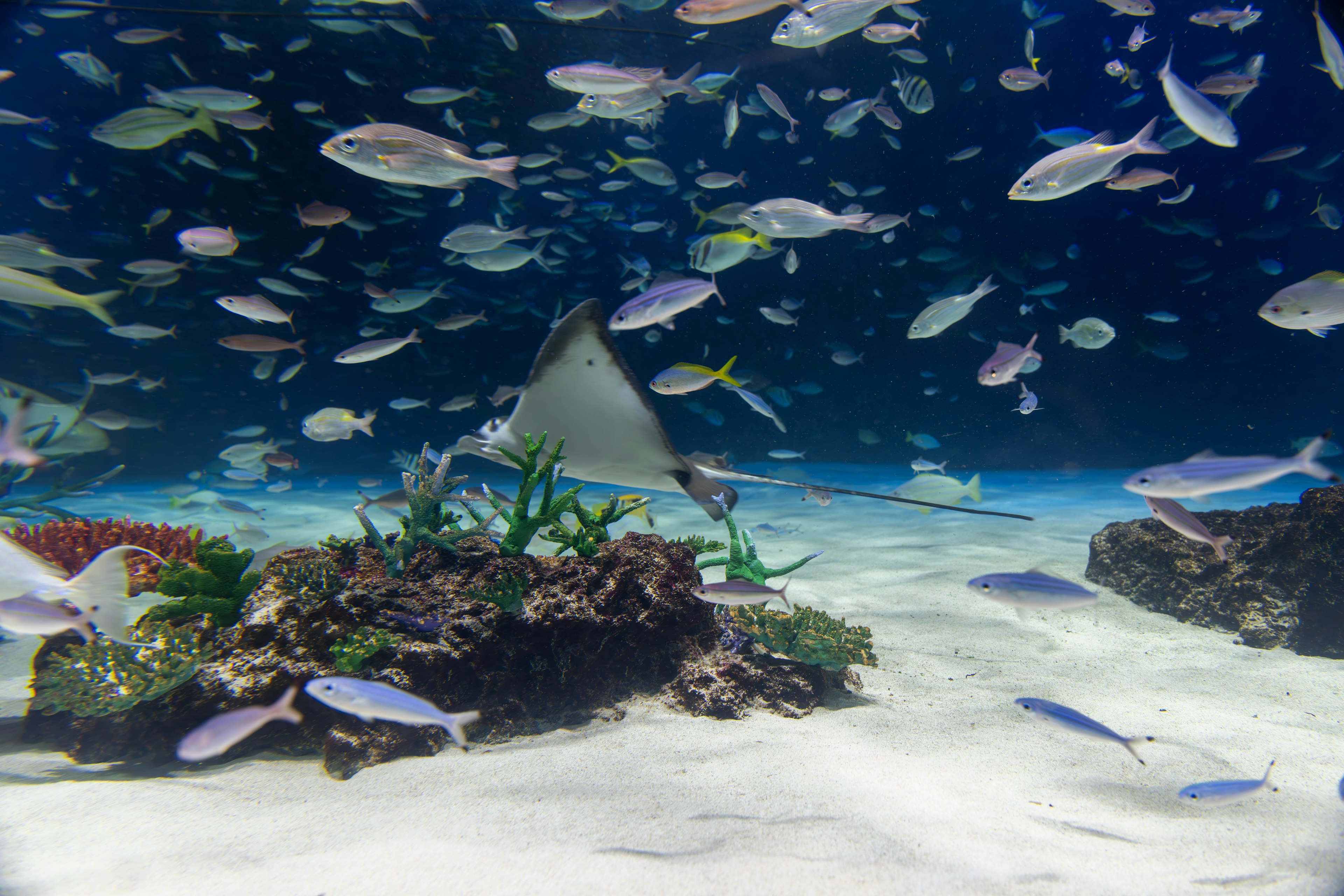 Underwater scene with a stingray and various colorful fish swimming around