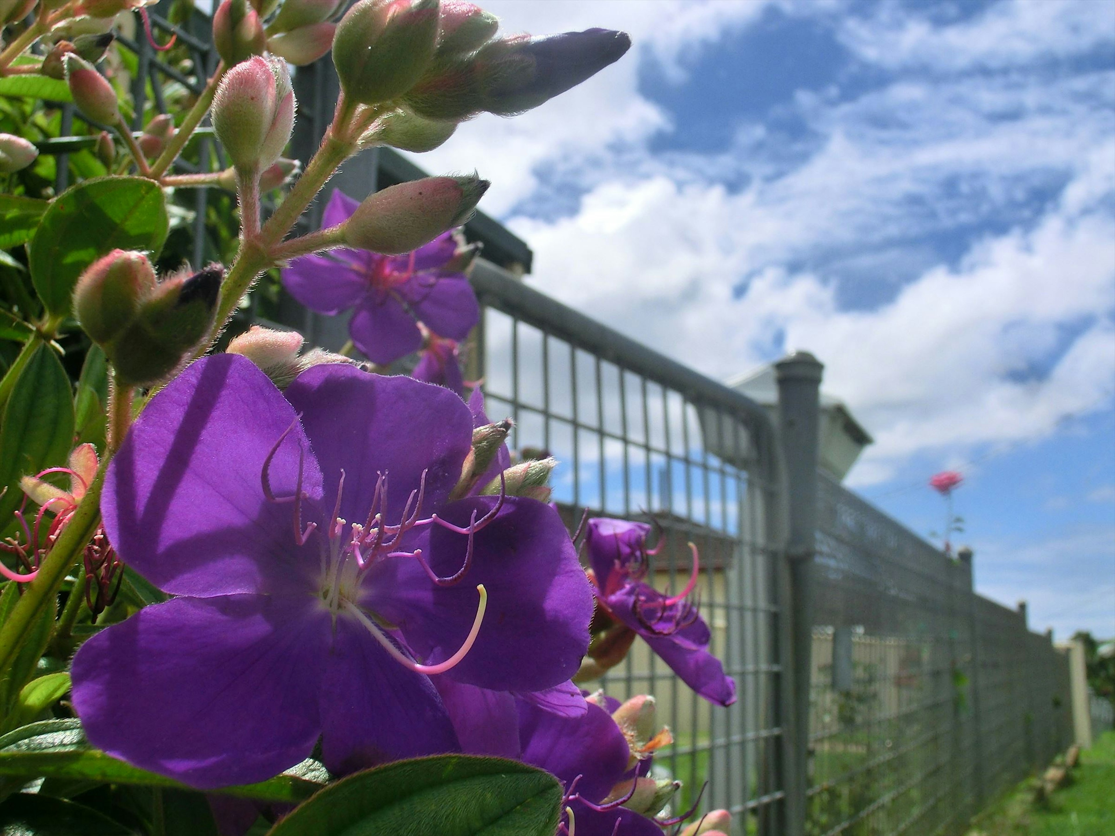 Lila Blumen blühen mit blauem Himmel und Zaun im Hintergrund