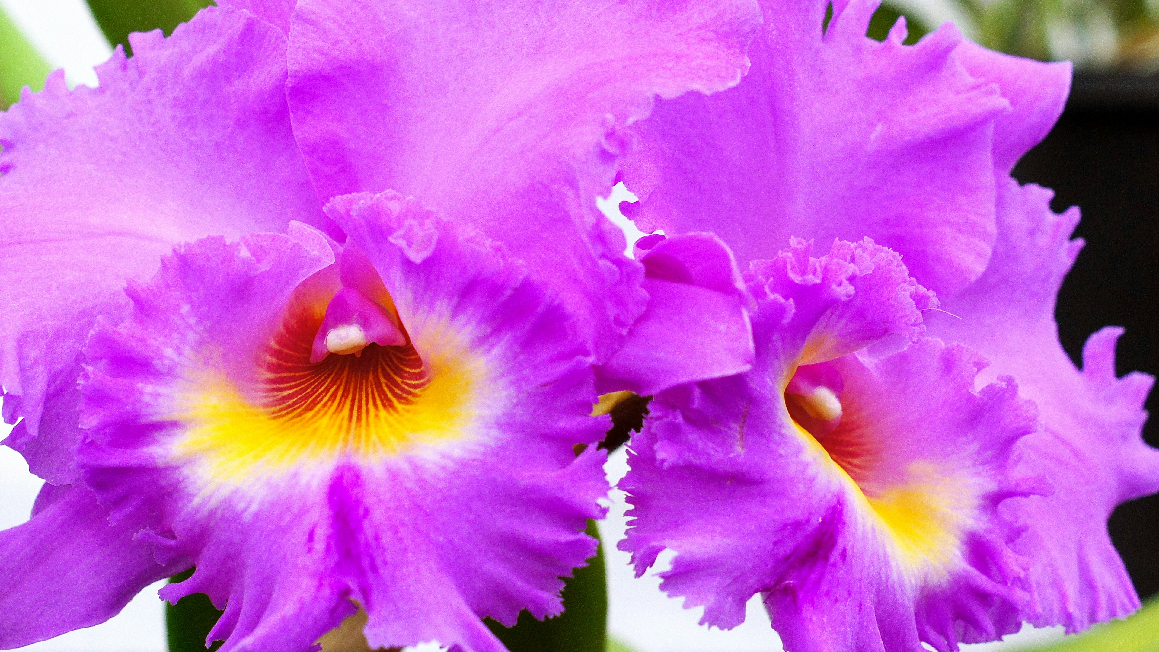 Orchidee Cattleya viola vivace in piena fioritura