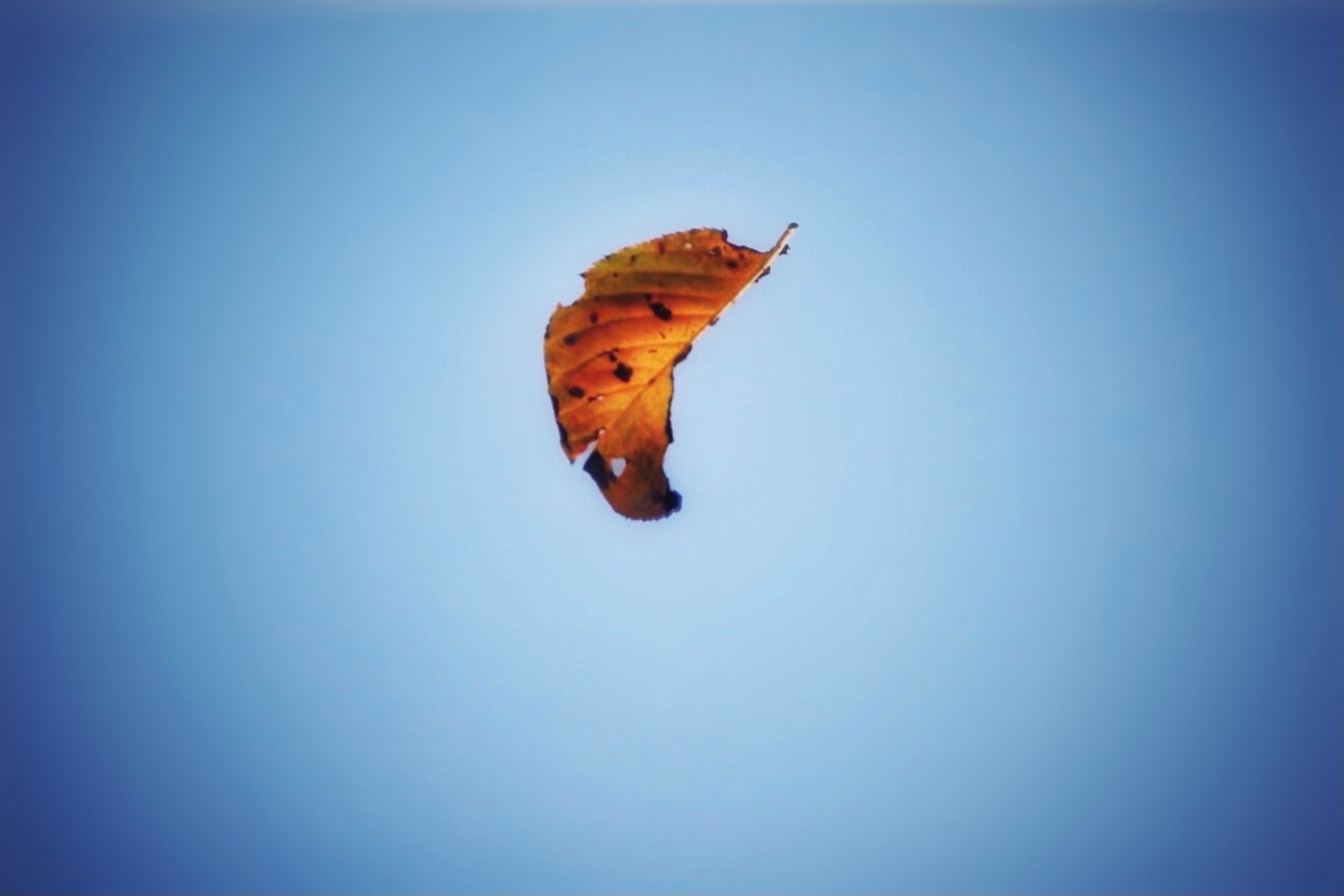 Hoja naranja flotando contra un cielo azul