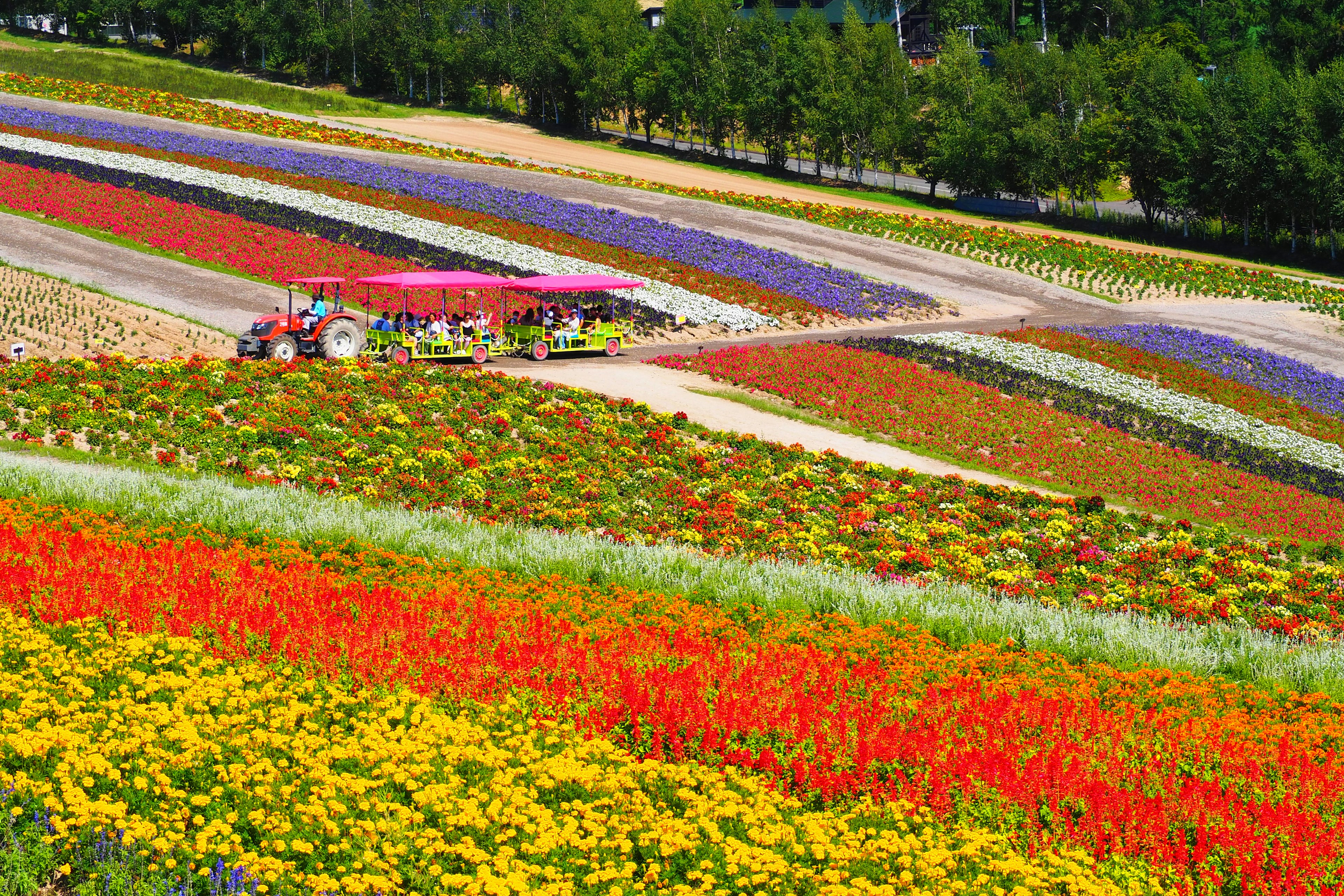 Champs de fleurs vibrants avec un tracteur travaillant parmi des fleurs colorées