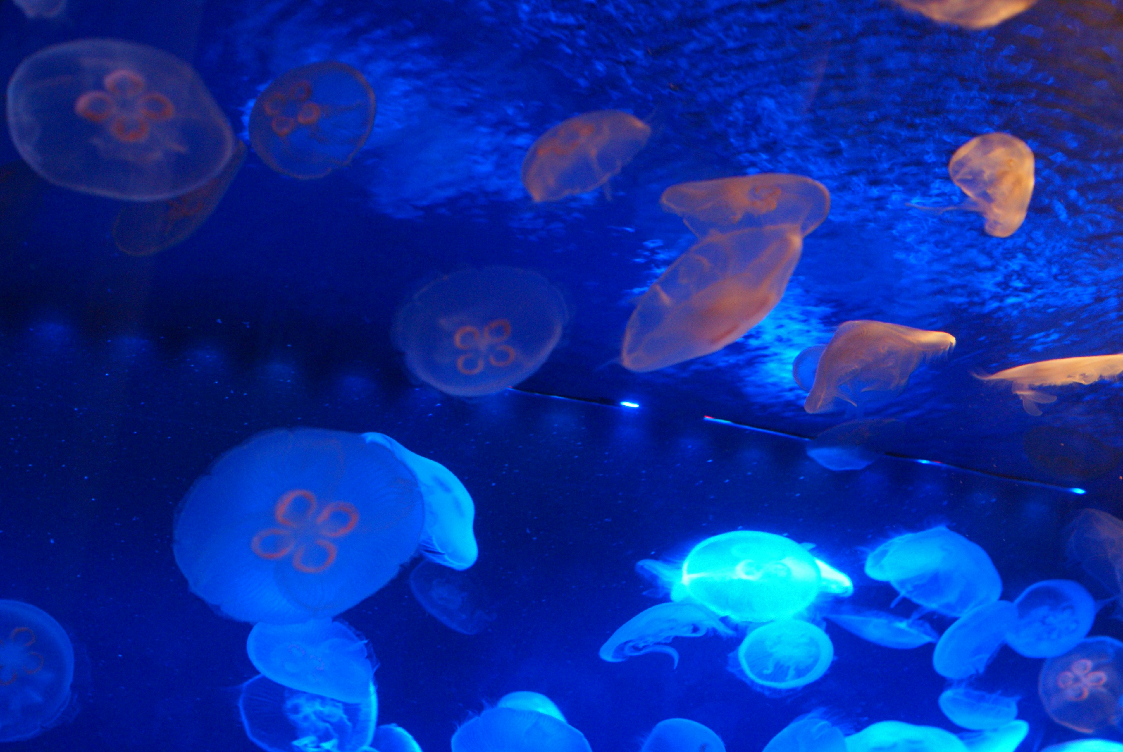 A group of jellyfish floating in blue water