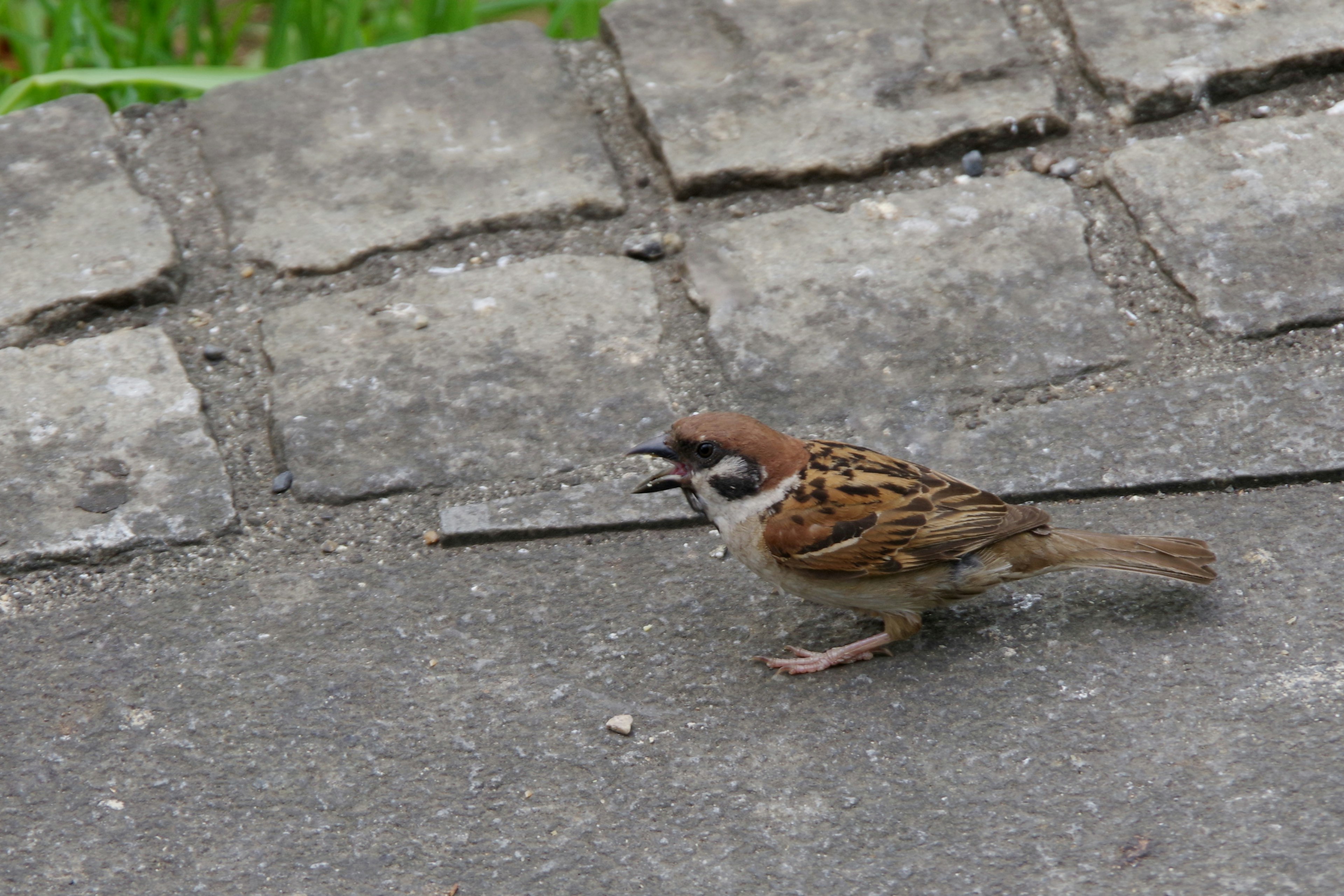 A sparrow walking on a stone path and singing