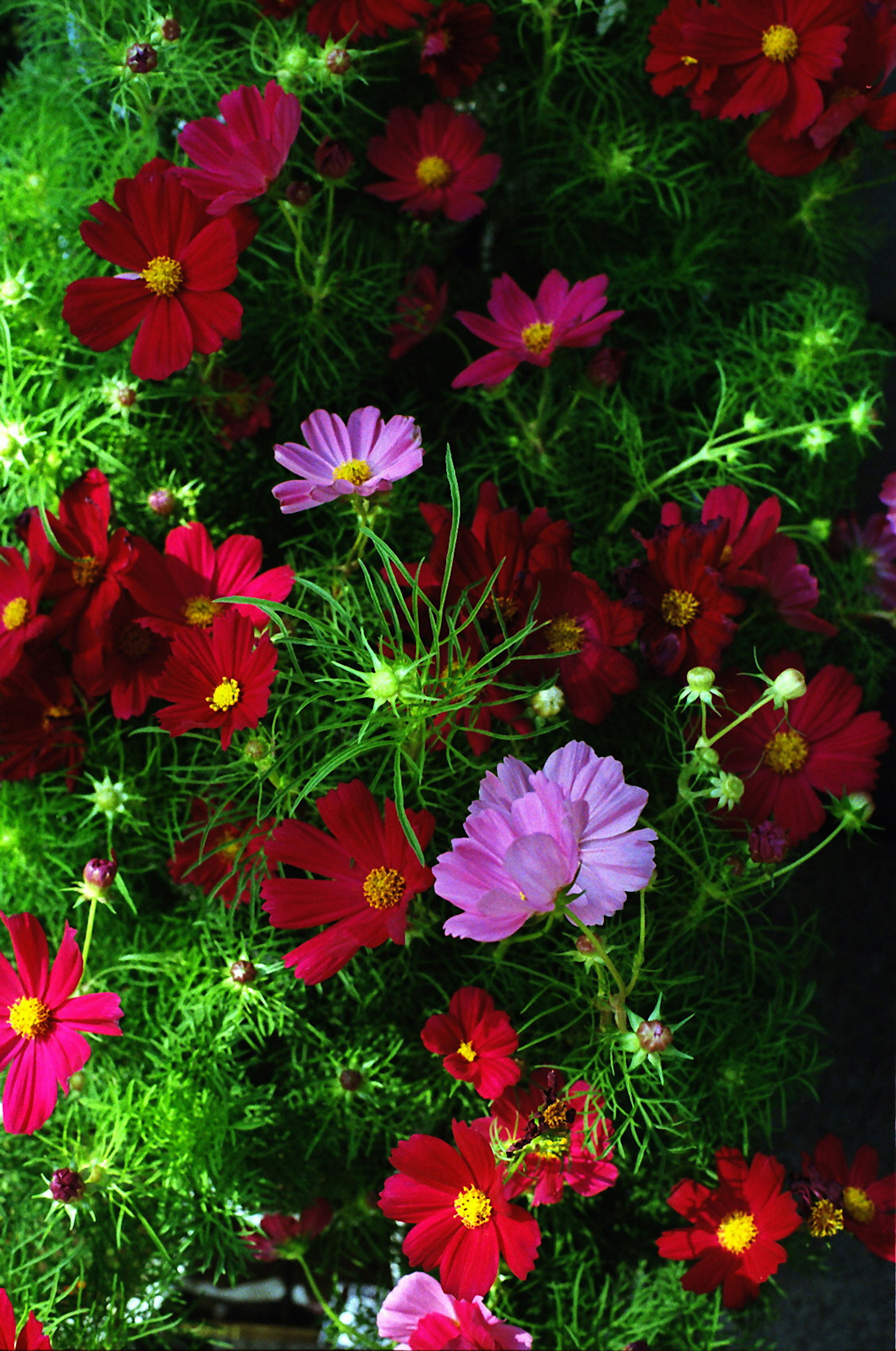 A vibrant arrangement of red and pink cosmos flowers surrounded by lush green foliage