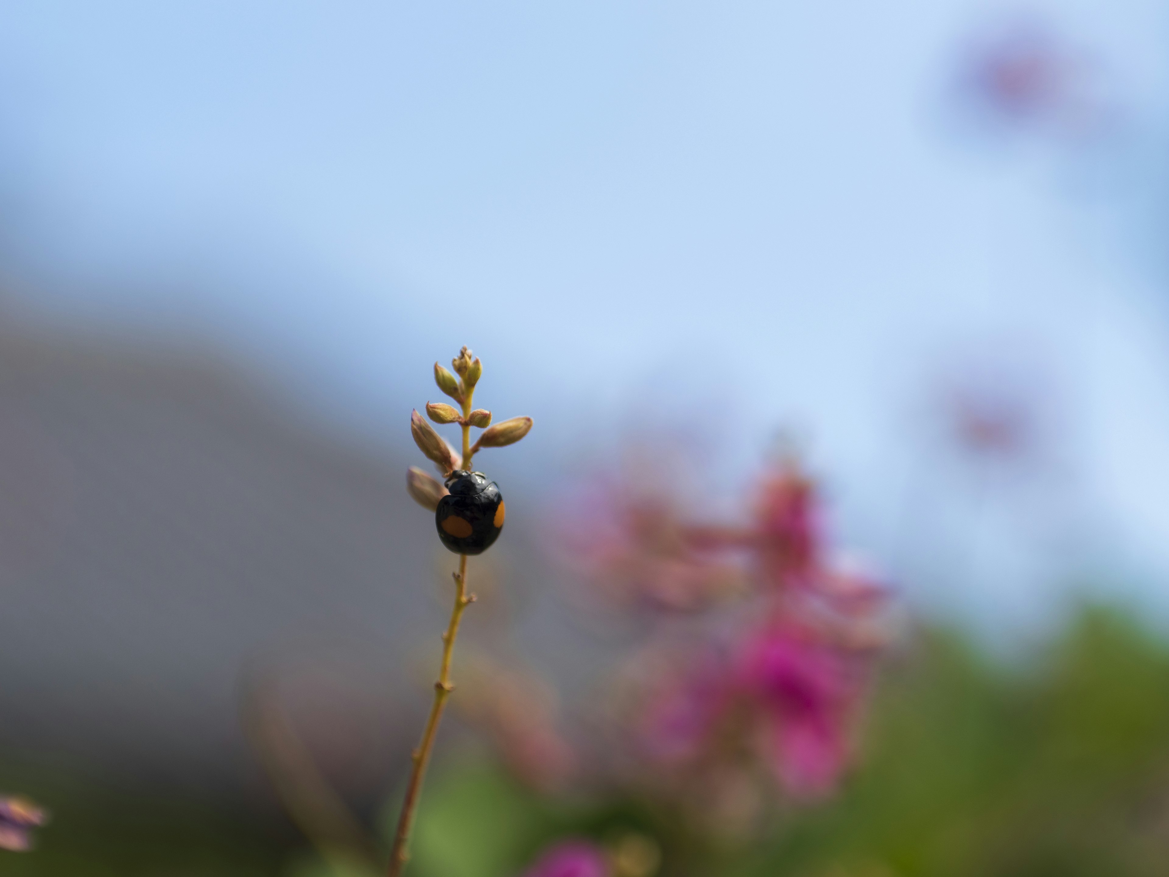 A small plant with a blurred background of flowers