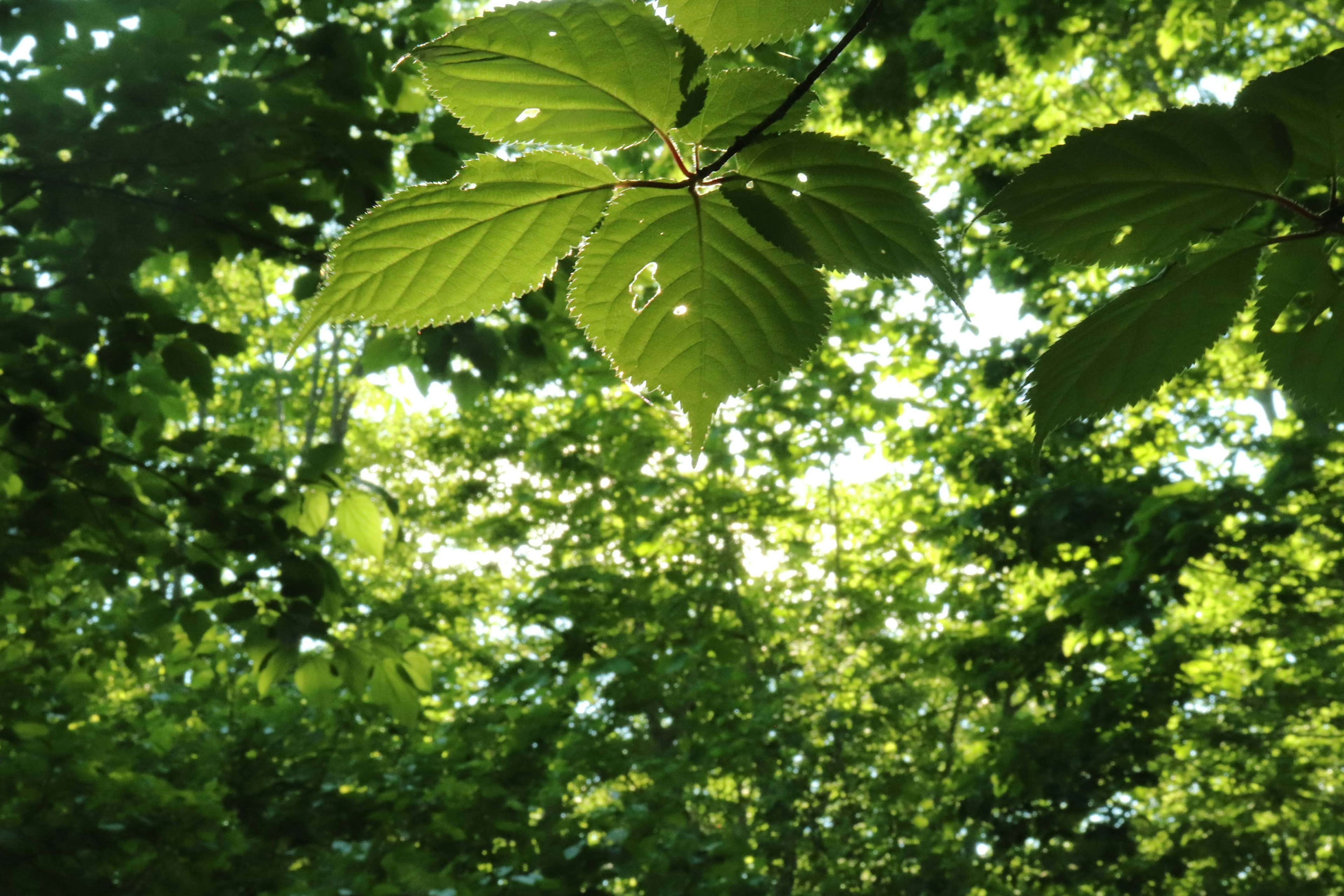 Vista de hojas verdes y luz filtrándose a través del dosel del bosque