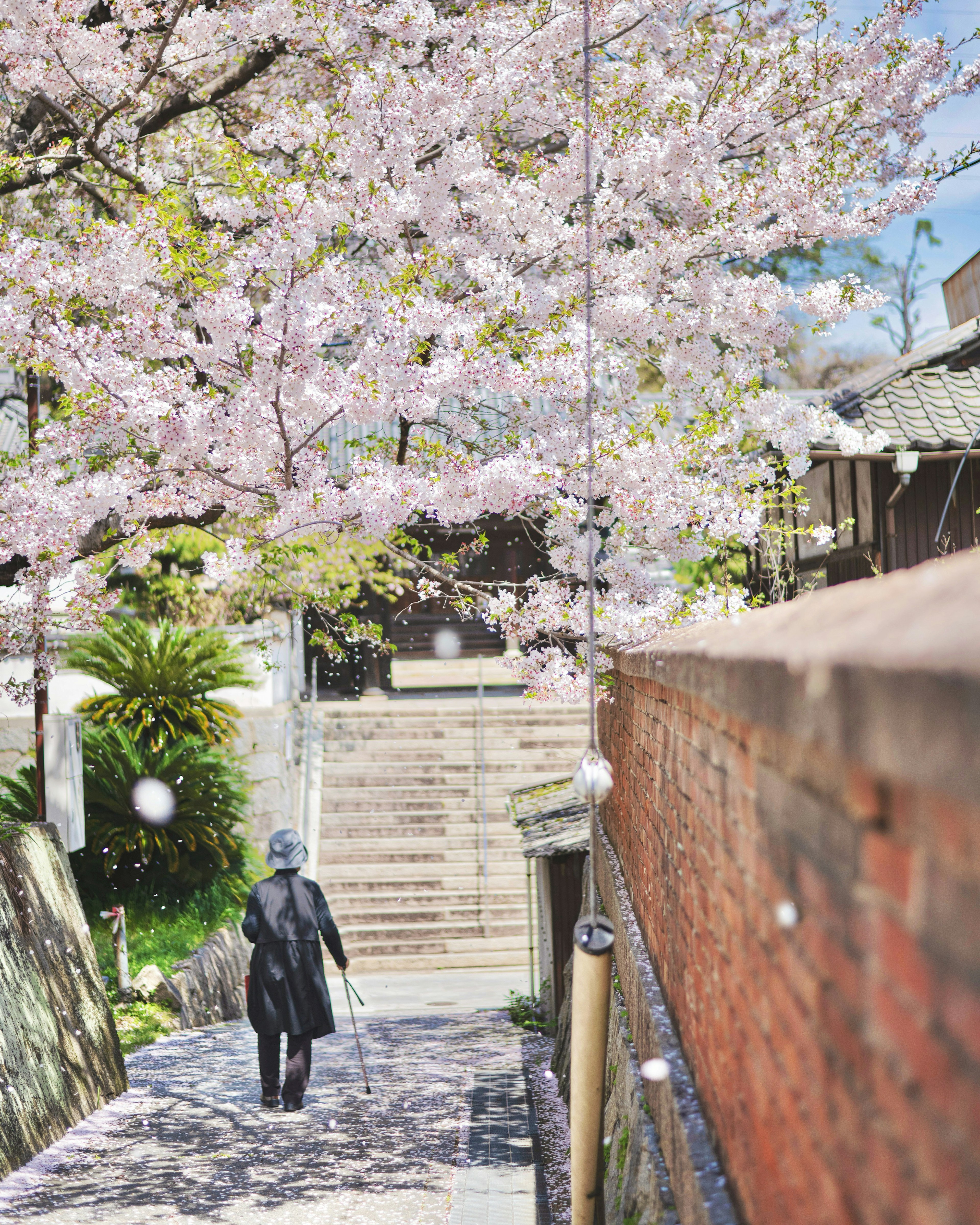 A person walking under cherry blossom trees with a peaceful background