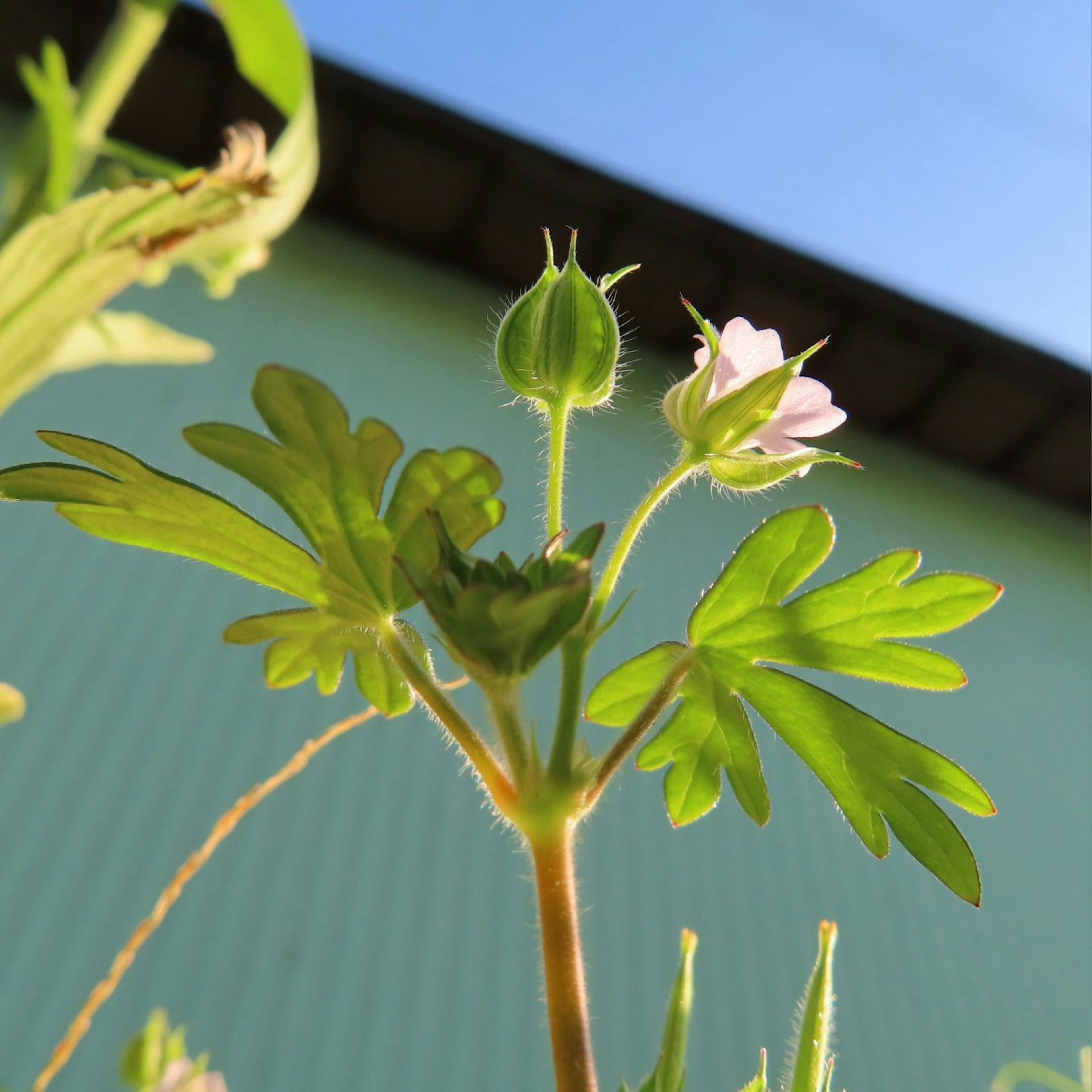 植物特写，具有花和独特的叶子