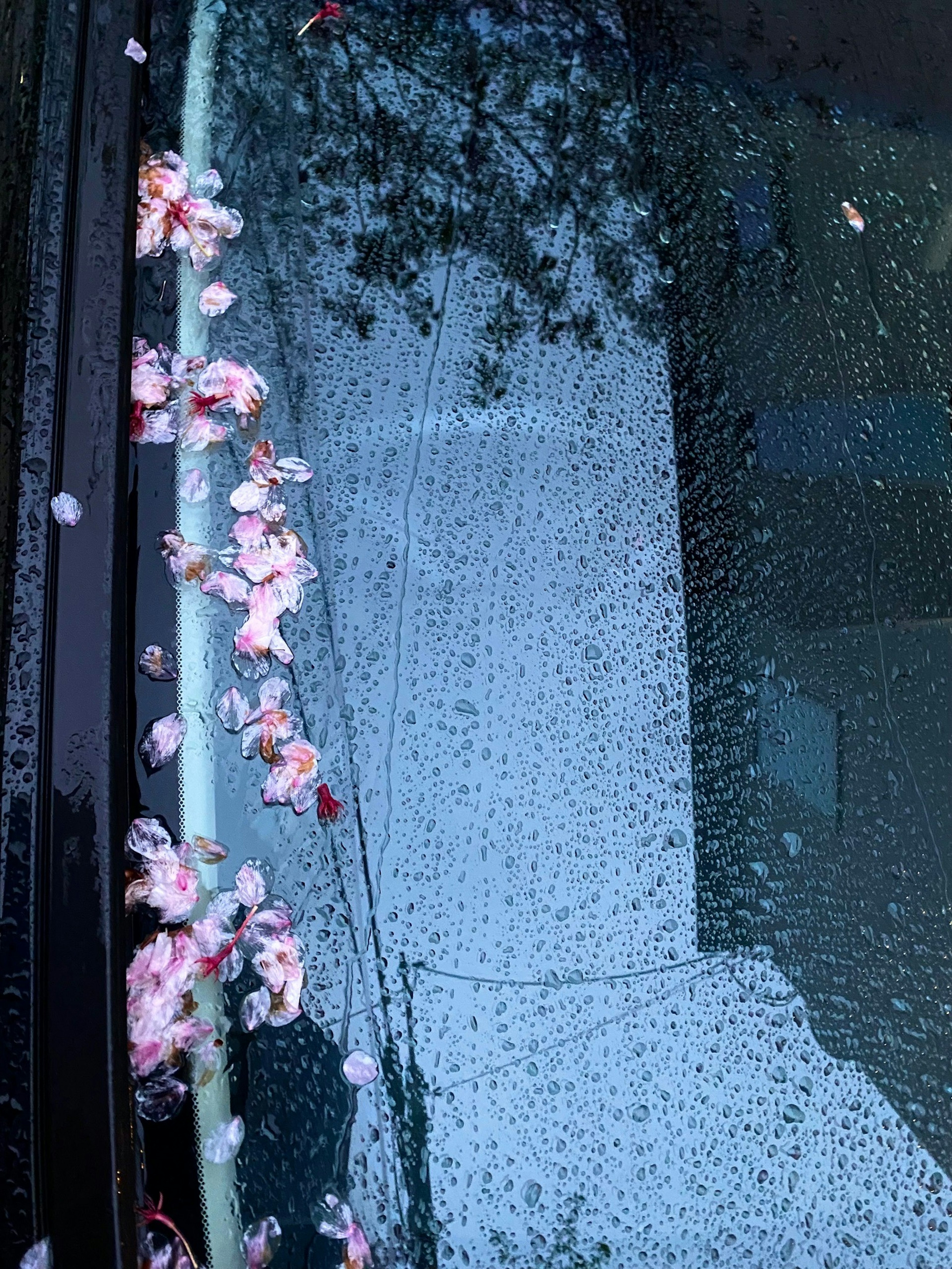 櫻花瓣散落在雨淋濕的汽車窗戶上