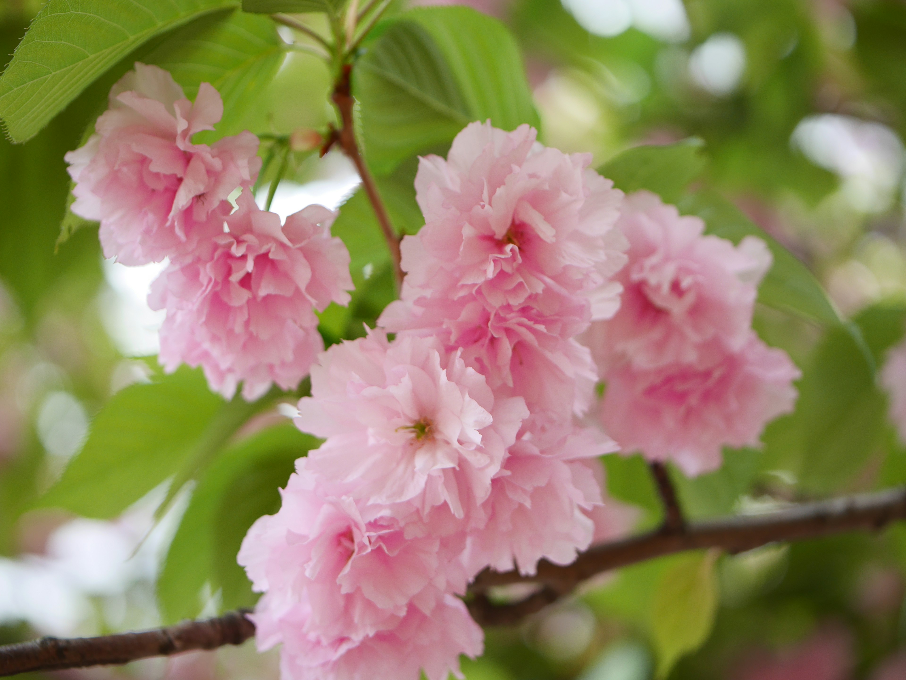 Kedekatan bunga sakura di cabang